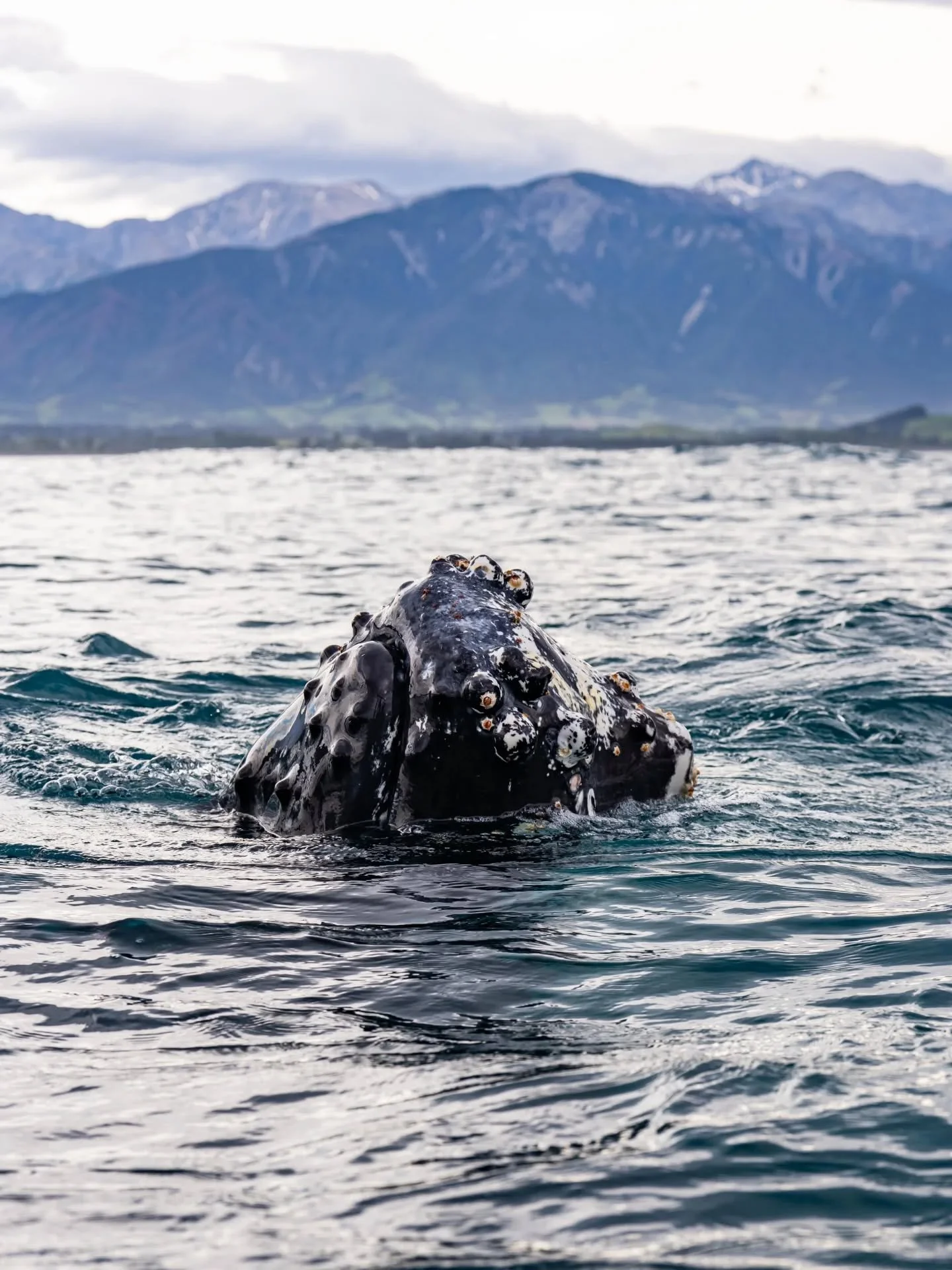 Mugging with a view 🐋🗻 It's not every day that you get mugged by a curious humpback whale, especially not with this view! Kaikōura delivering the whales and the views 💙

Out with @allancronin_wildlife @tumblemyrumble2.0 @dspencer_photo @em_j_nova 