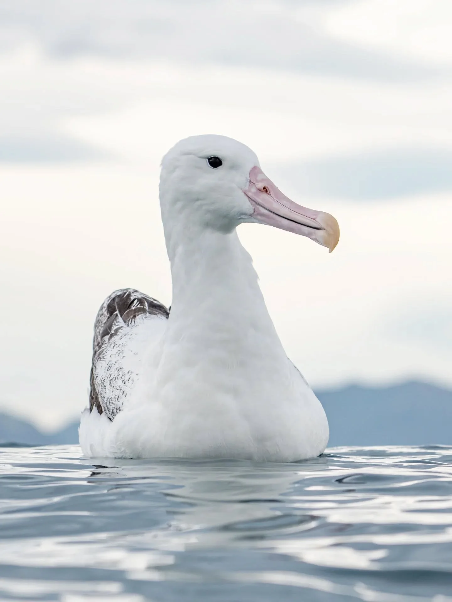 The majestic southern royal albatross looking gorgeous on an overcast day in @kaikouranz 

Showing off both sides as this bird didn't have just the one good side! 

#ocean #myocean #kaikoura #mountains #purenewzealand #newzealand #albatross #royalalb