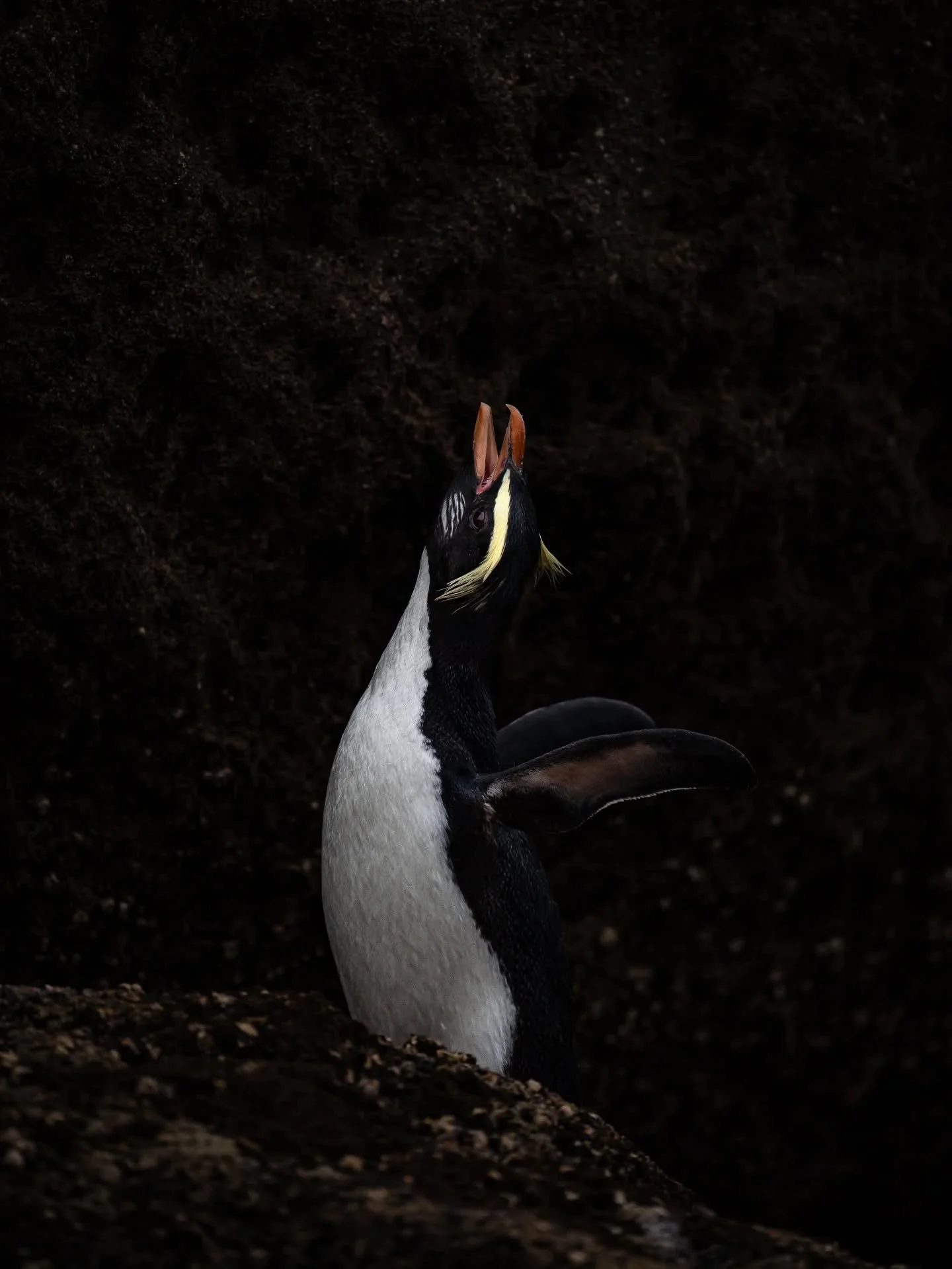 After a day out to sea, a tawaki returns to shore. The tawaki or Fiordland crested penguin inhabits the beautiful southwestern coast of Aotearoa 🐧 An absolute highlight from my last trip to the land of the long white cloud. 

#ocean #tawaki #penguin