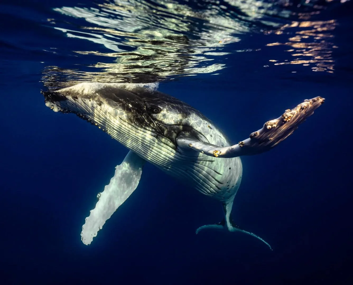 A moment that had me in complete awe. It was the end of the day. I was not expecting to see any other whales, let alone get back in the water. This young male appeared, resting by the edge of the reef. The water was clear, and the sun was just about 