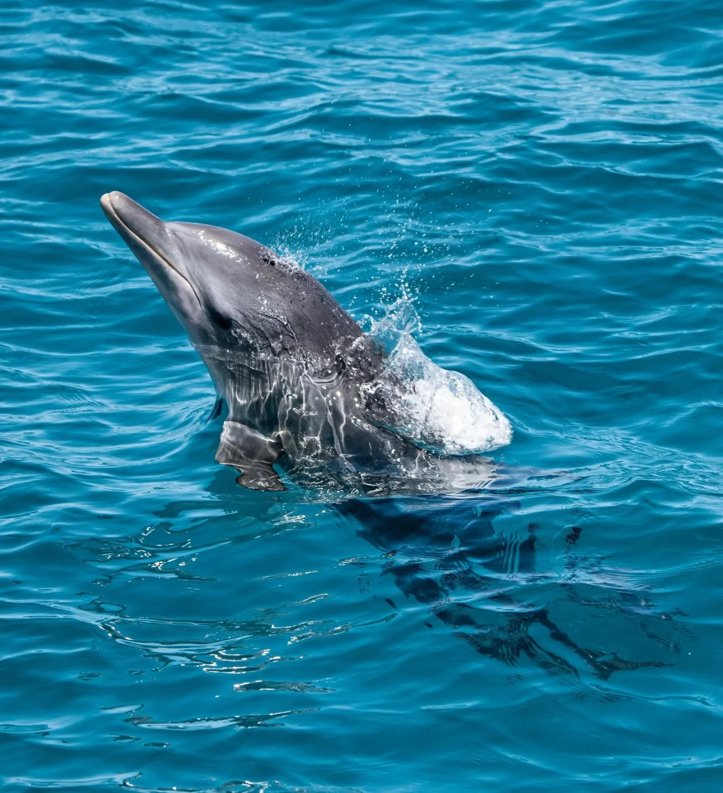 Sweetest jump from this young bottlenose dolphin 🐬

Out with @bluedolphintour 

#dolphin #bottlenosedolphin #bluedolphintour #jump #cetacean #ocean #myocean #herveybay #queensland #australia #downunder #ausgeo #natgeoyourshot #nature #wildlife #blue