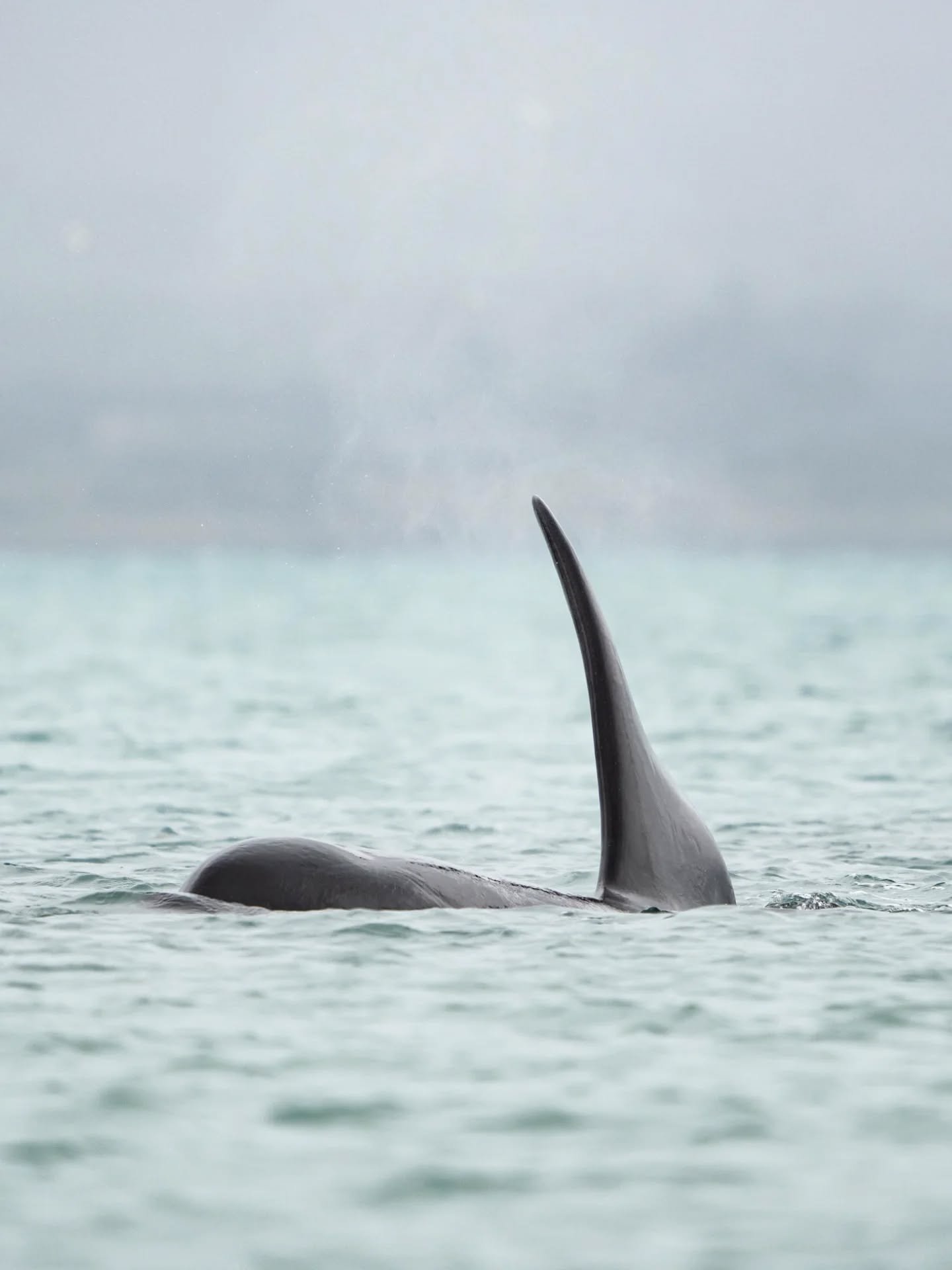 Just like that, 2025 came to an end! I find it difficult to believe that it has already ended, and I am looking back at what last year brought me. It has been an extremely busy year! 

It started off in beautiful Aotearoa/New Zealand with the most be