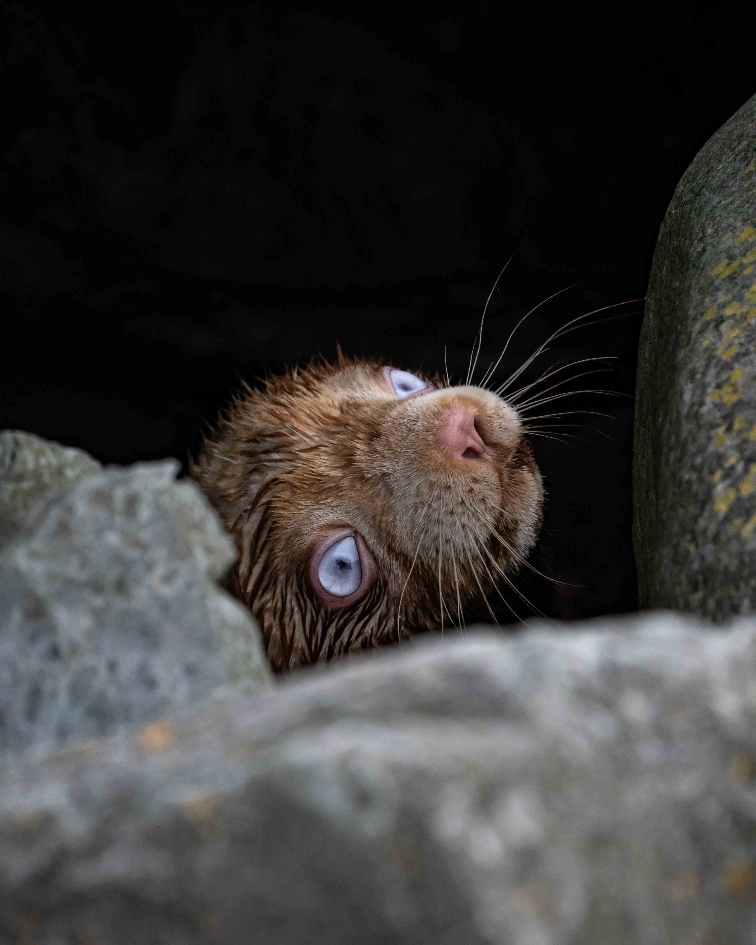 Albino ginger fur seal