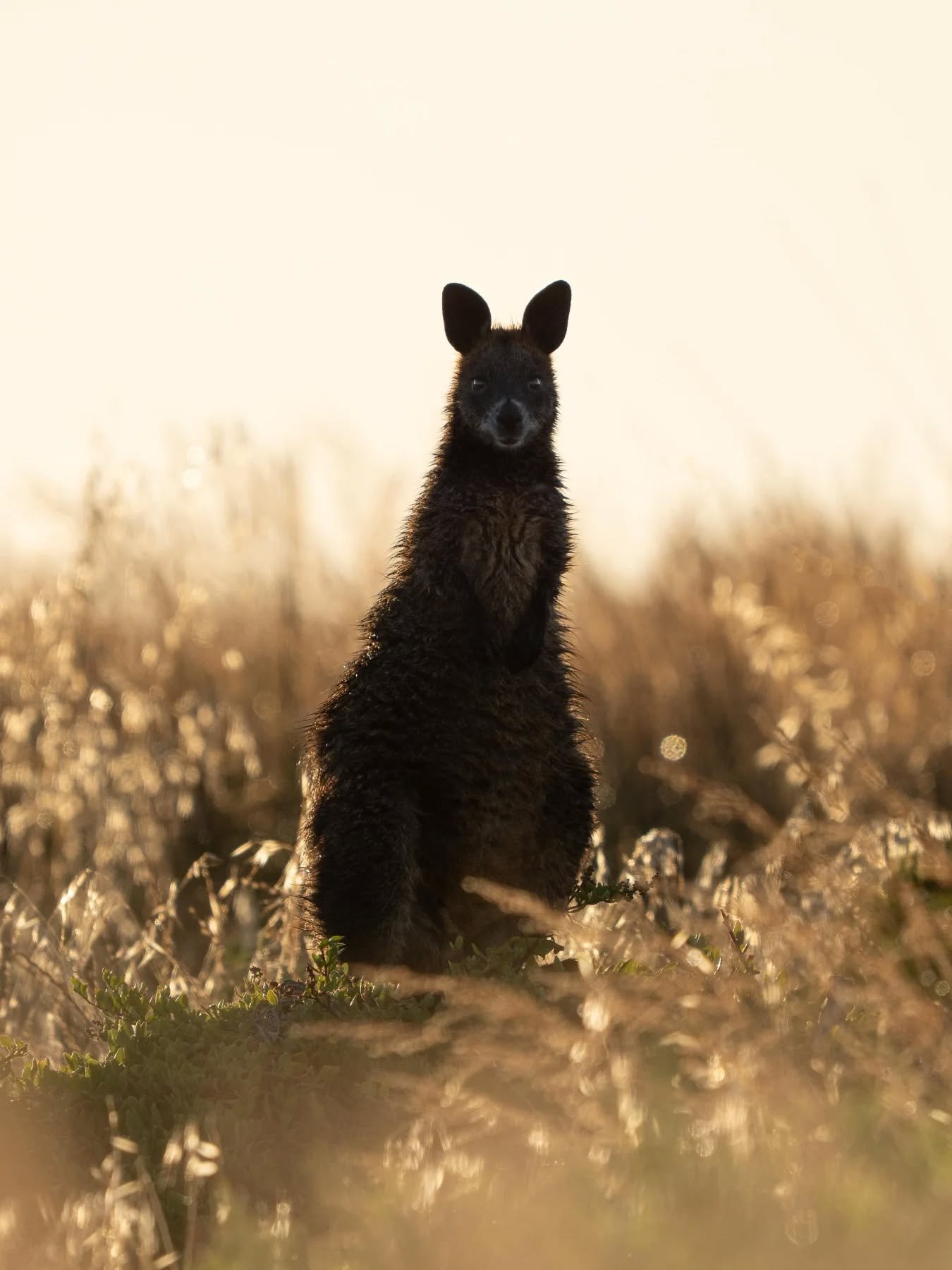 Wet from a heavy morning dew, a swamp wallaby slowly moves through the tall grass as the first light starts to brighten the day.

From a favourite morning of mine from a recent trip down south 💛

#wallaby #australia #ausgeo #phillipisland #victoria 
