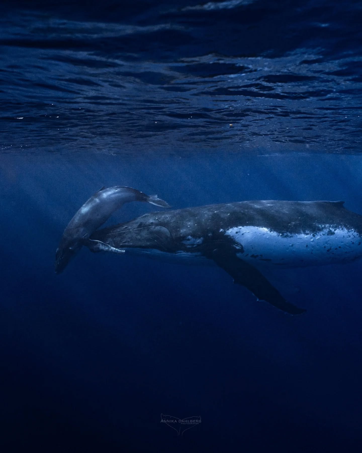 The intimate moment of a mother holding up its young girl as she snuggles up to her 🐋 

A very special moment from last year's humpback whale season in Niue. This pair spent days in the deep blue waters off the island, resting and socialising.

Out 