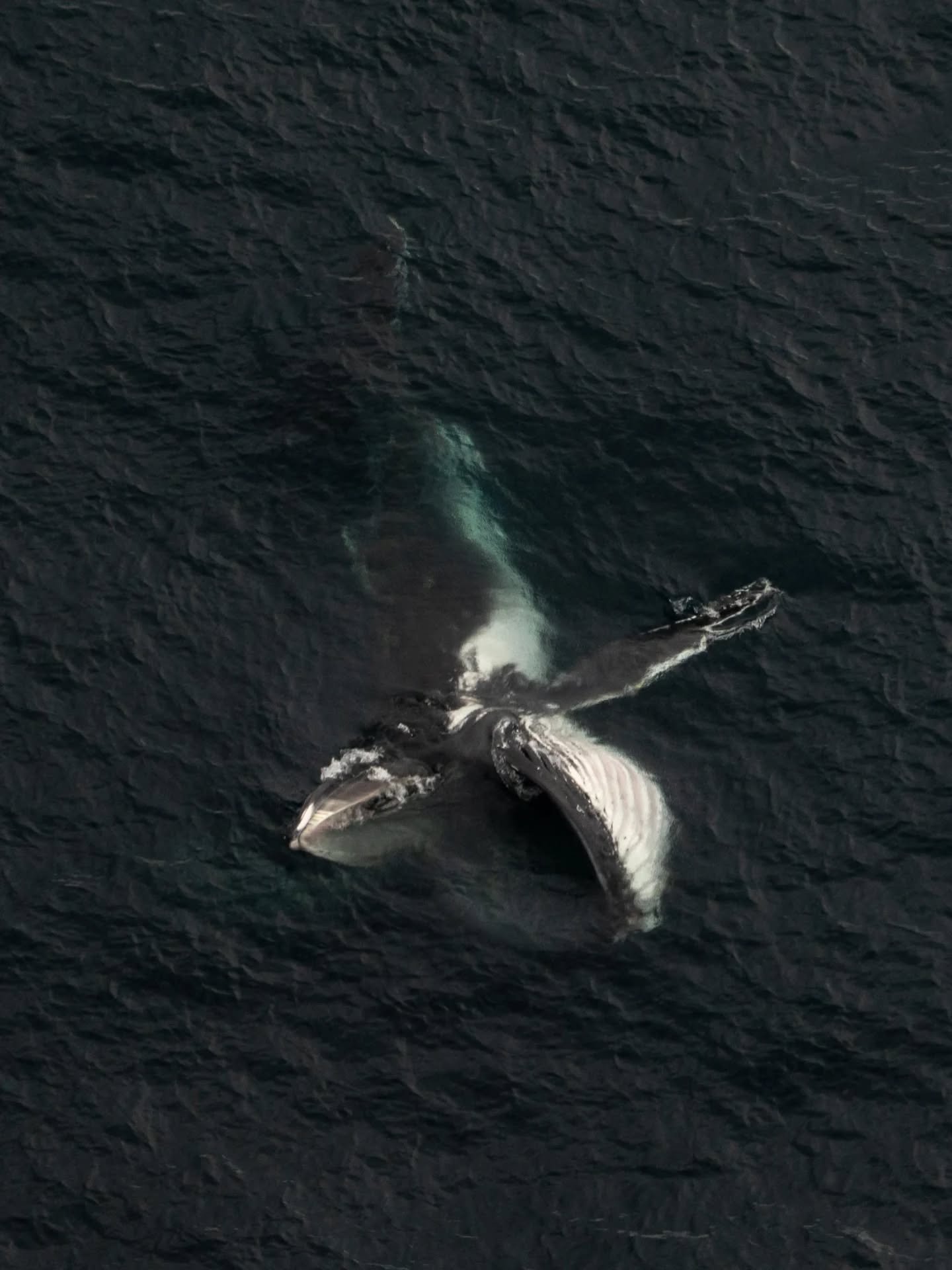 Unexpected encounter in Kaikōura yesterday! We found this humpback whale feeding off the Kaikōura peninsula, which is unusual at this time of the year. Humpback whales are generally winter visitors to the area. Along their annual migration, they pass