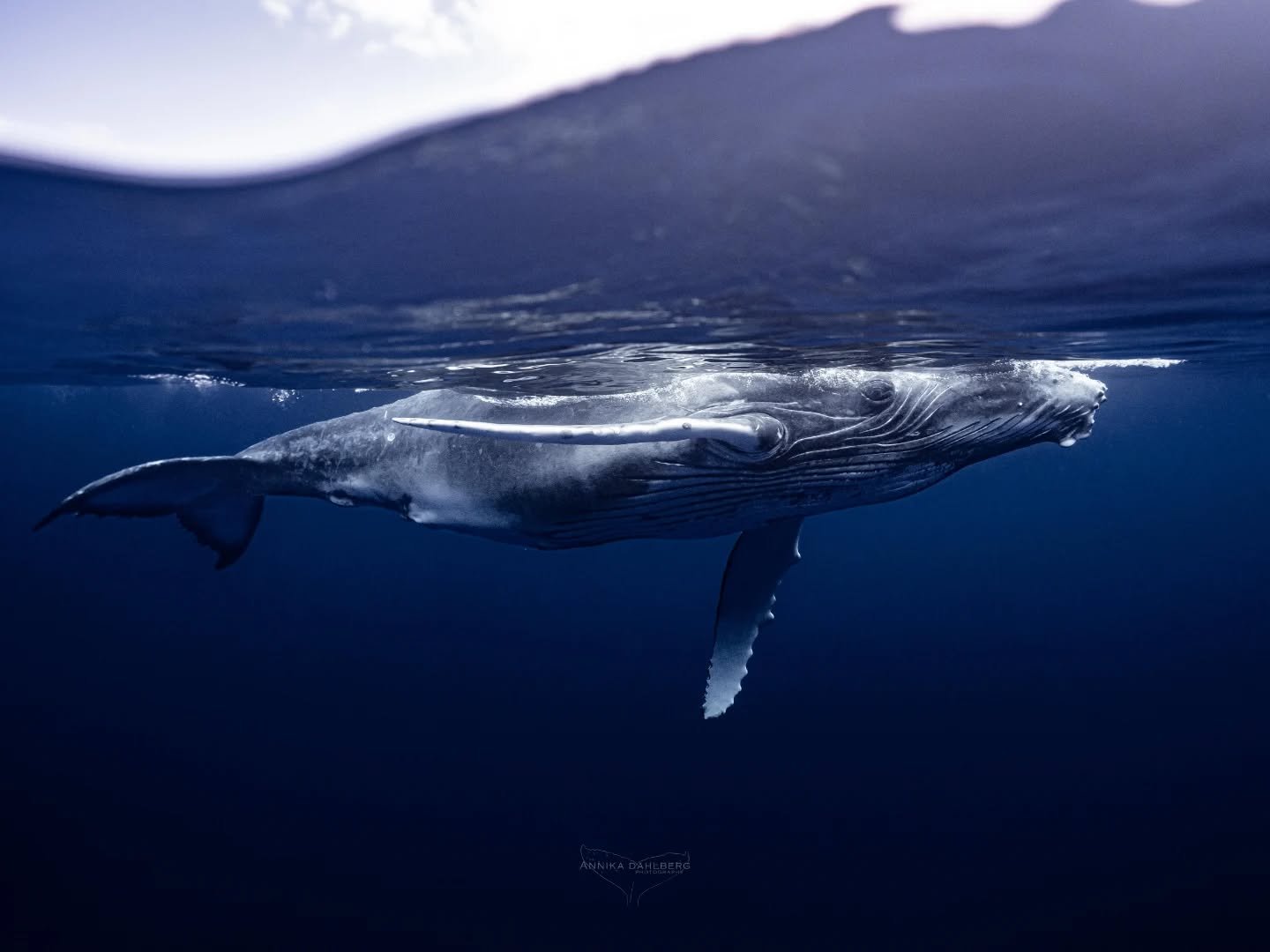 The endless curiousity of a humpback whale calf. This young girl was a favourite of many last year in Niue. With her curiousity and acrobatics, she put a smile on many faces in the big blue ocean 💙 

Out with @explore_niue 
Photo by @annikadahlberg_