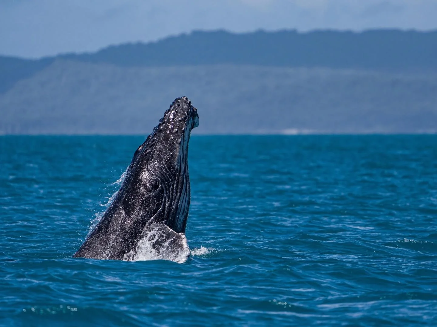 Throwback to the incredible Hervey Bay whales. When it comes to whale watching, it is hard to beat the shallow waters of Platypus Bay. Juveniles, adults, mothers, and their calves come to visit this area every winter. It is a place to rest, play, and