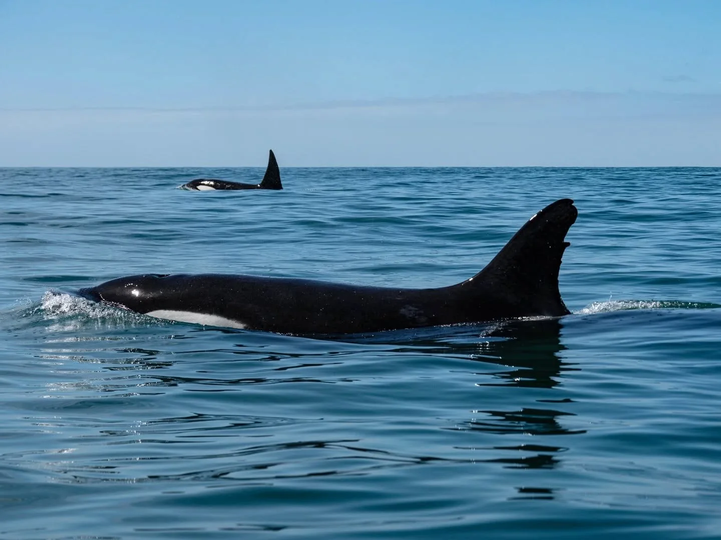 Summer brings a rich variety of wildlife in Kaikōura and yesterday did not disappoint! Female orca Yin came through the canyon with two large males, likely her sons. Orcas have extremely strong family bonds, and males stay with their mother for life.