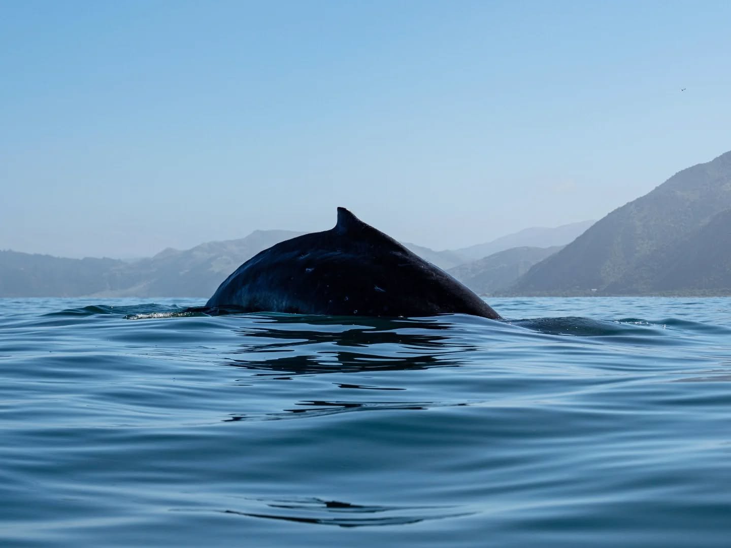 Humpback in January, why not? From an epic day out the other day. This humpback whale was feeding and milling around the bay. As always, the seals and dolphins were also doing their thing! Forever grateful for this place 💙 

Paddling with @rionabray