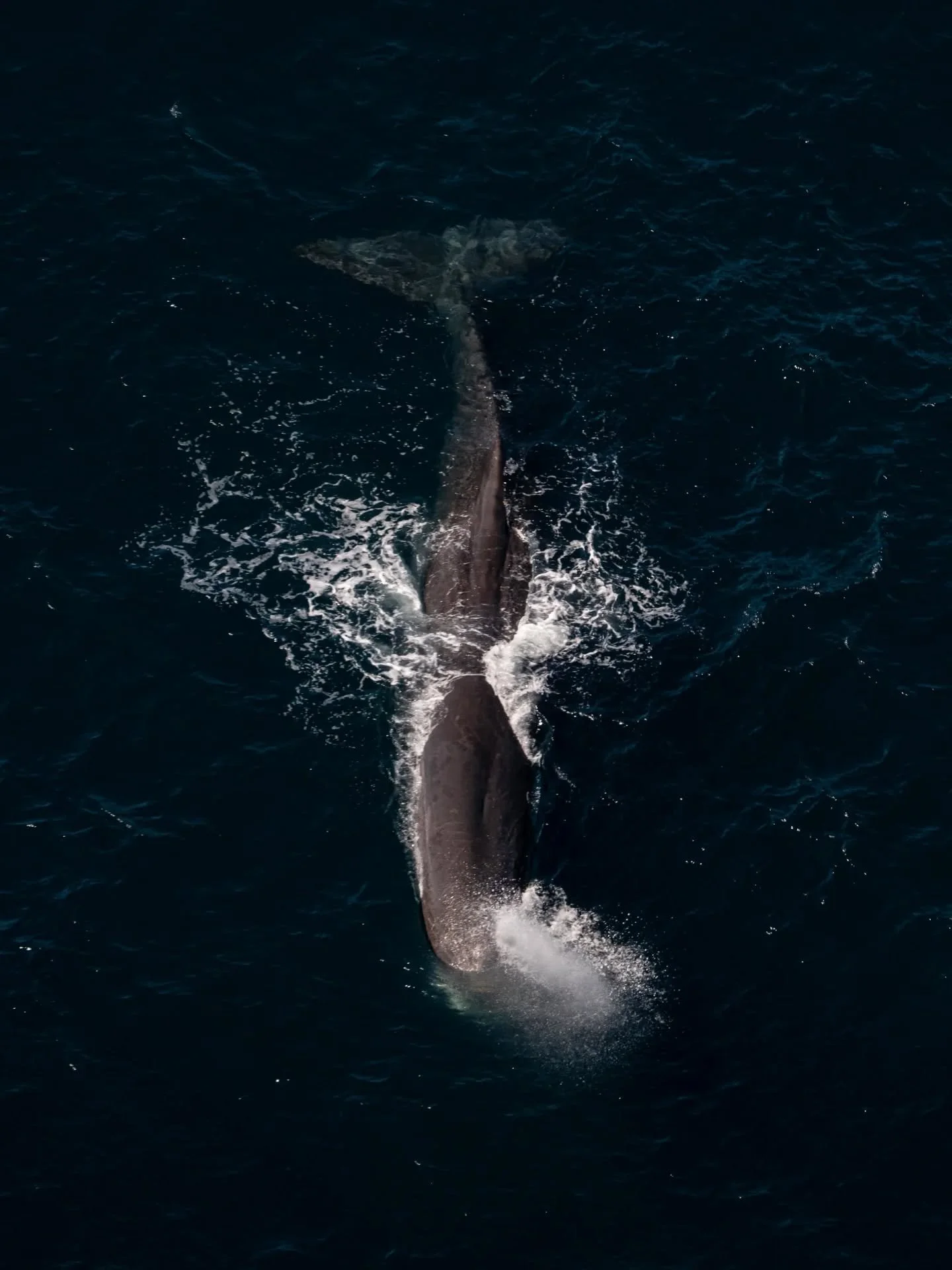 What a welcome sight from the air yesterday! Local sperm whale Tiaki made an appearance in the canyon, which was a joy to see. He has a distinct tall dorsal fin and numerous scars along his face, which makes him easy to recognise. 

We also sighted a