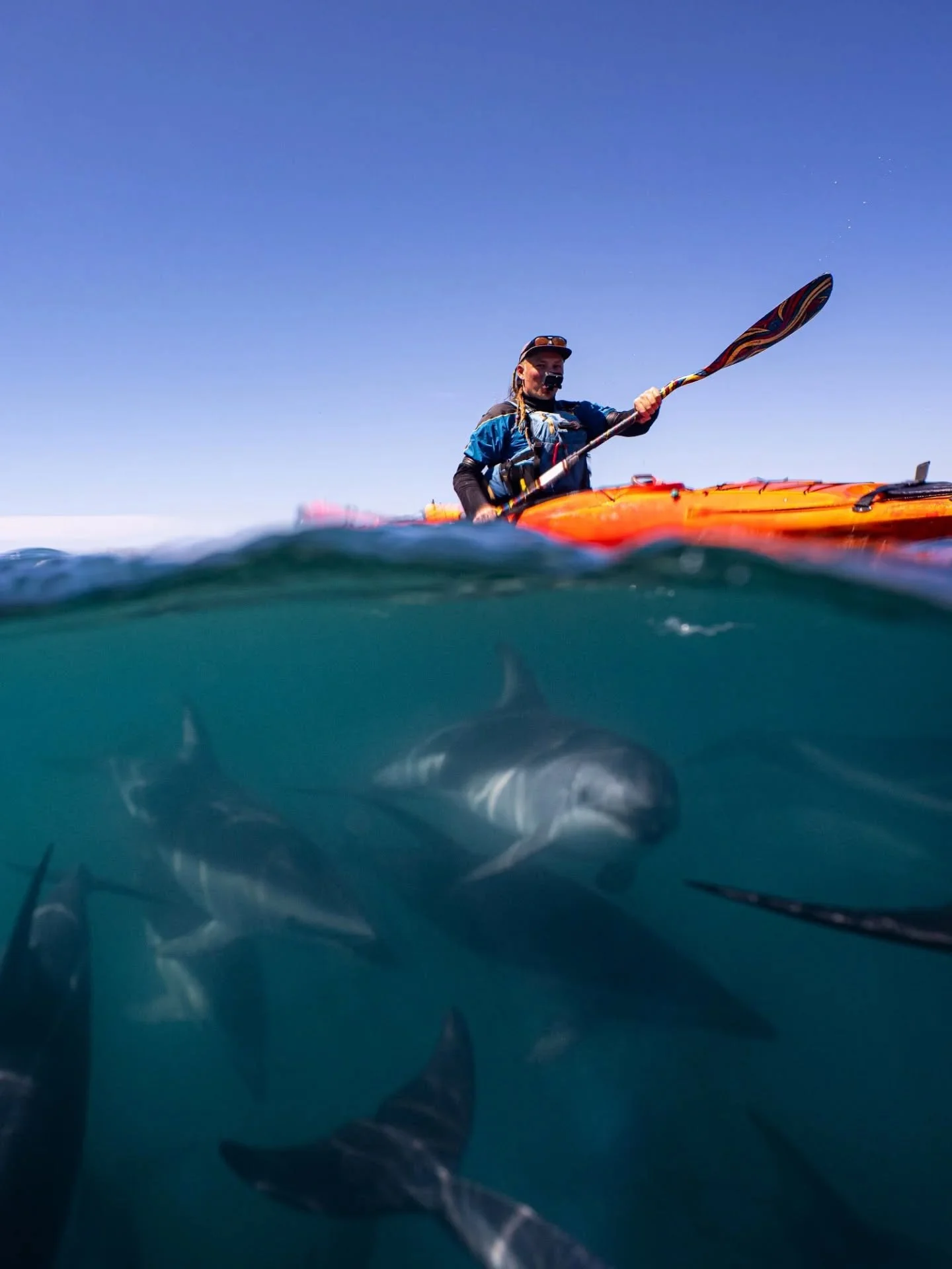 Ocean fun with the dusky dolphins! 🐬 Swimming with the duskies is always a highlight in Kaikōura and these playful animals kept us entertained for hours. Duskies are extremely acrobatic. When they are not darting around you, you often see them leapi