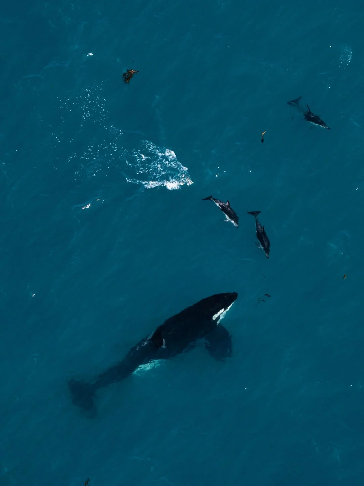 Favourite Kaikōura locals back in town yesterday 🖤🤍 Pictured here is Bentip, a very special orca as he is a true Kaikōura local. He used to have a tiny bend at the tip of his dorsal fin, which is how he acquired his name. Over the years, his dorsal