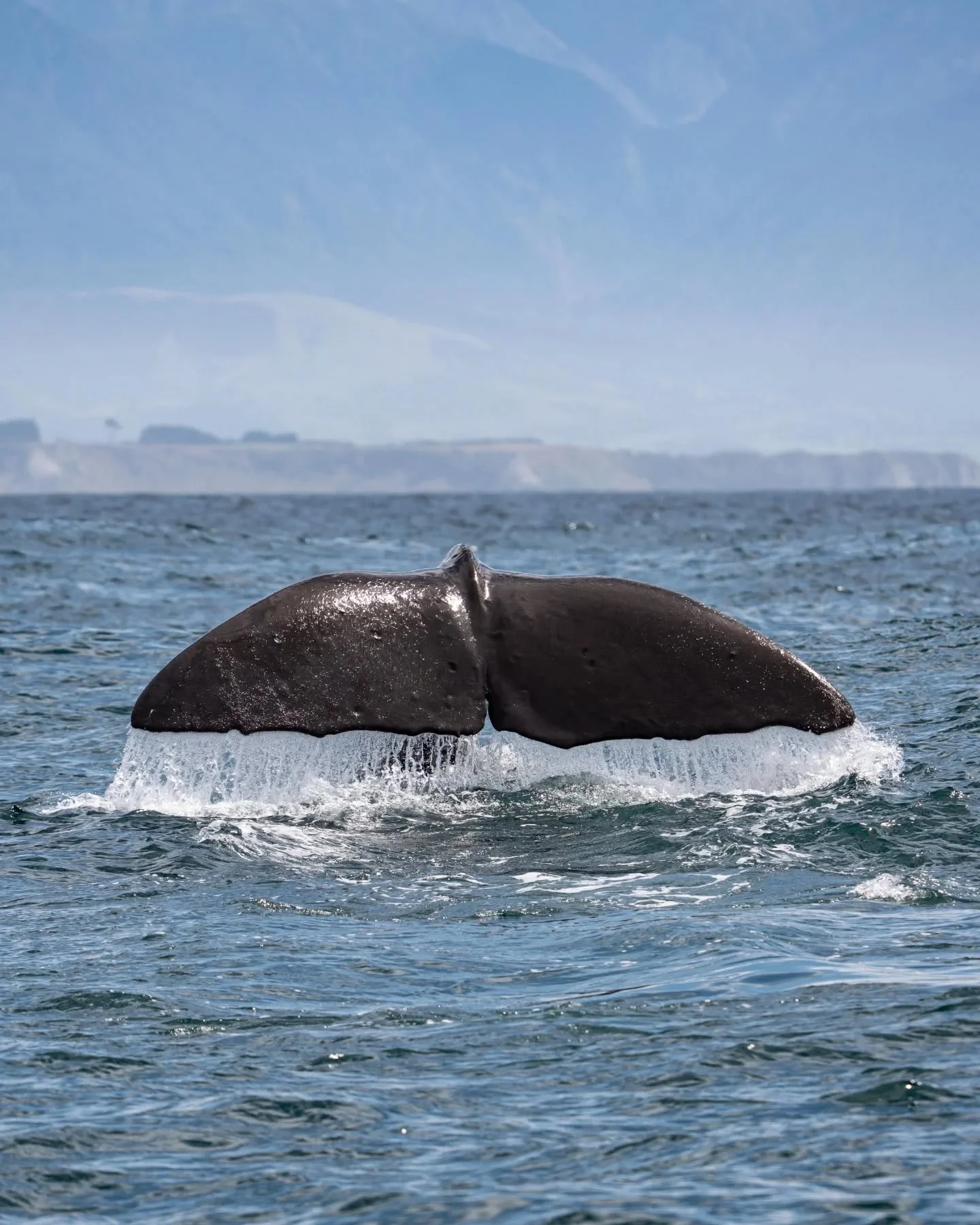 Summer is truly here in Kaikōura and the big boys are busy feeding 🦑 in the canyon! Had an excellent day out today with @whalewatchkaikoura viewing the largest toothed predator on the planet, 4 of them! 

After a long deep feeding dive, these sperm 