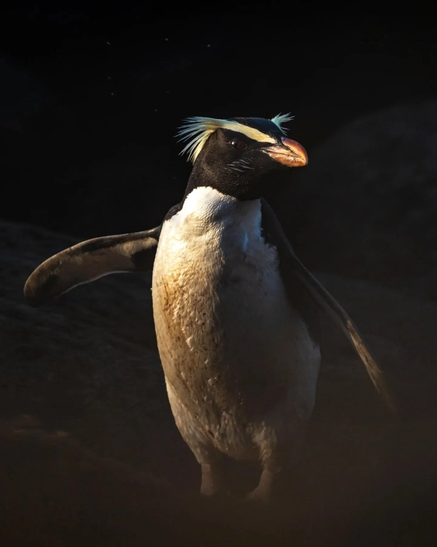 The enigmatic tawaki and their antics 🐧

#penguin #sonyalphaanz #nzgeo #ocean #tawaki @purenewzealand @nzgeo @sonyalpha.anz