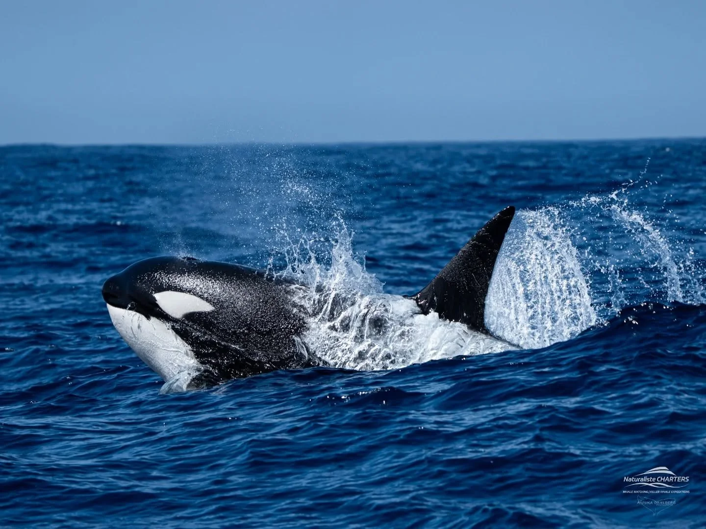 The surge - the exhilarating moment in Bremer Bay is when the whales burst into a high-speed chase as they pick up the location of their prey, often an unfortunate beaked whale. 

Pictured here is Slater, a young male who has just become an adult. On