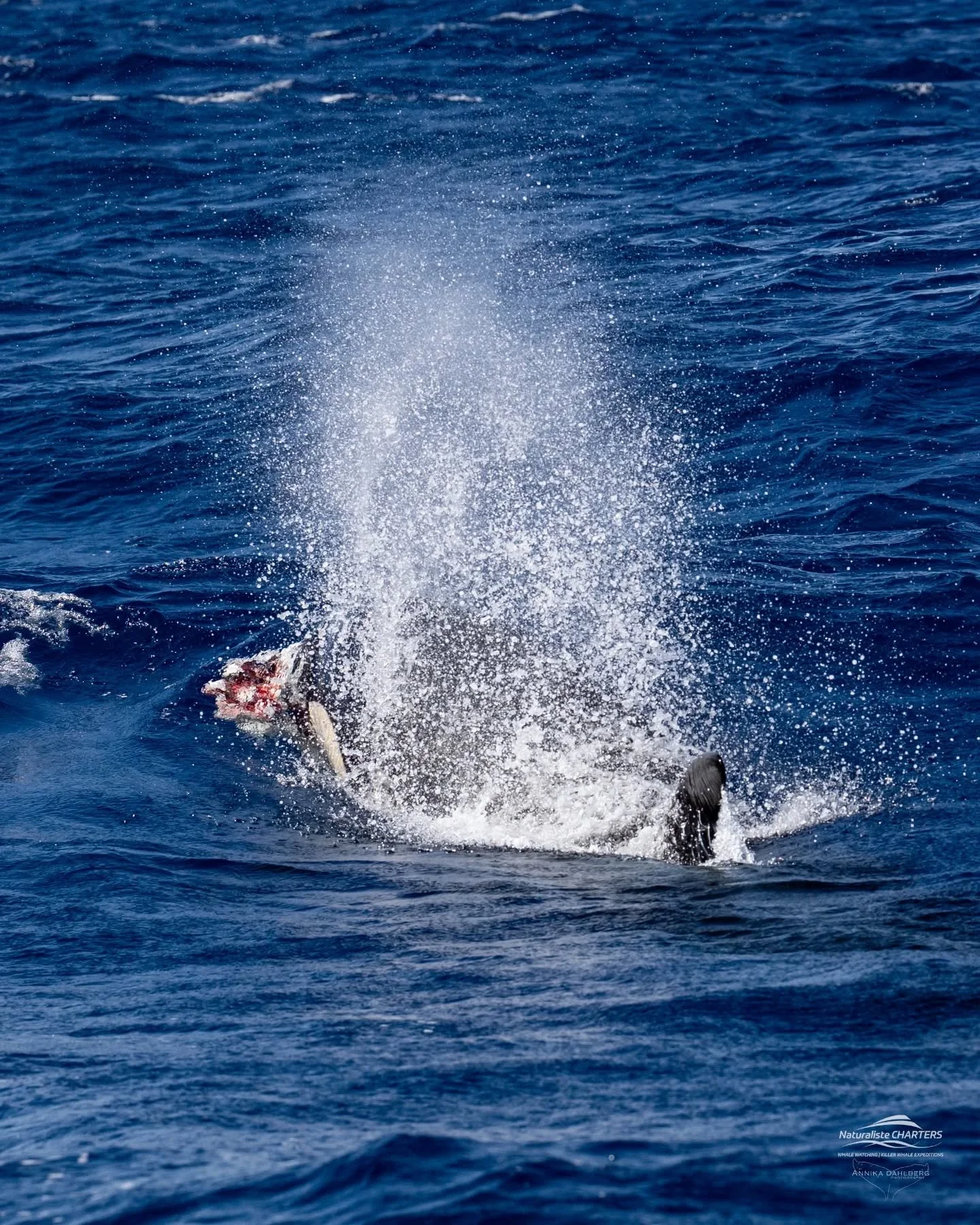 Happy orcas with full bellies are the best whales! The orcas of Bremer Bay are exceptionally skilled at hunting beaked whales. These deep diving beaked whales are elusive and often difficult to encounter. The ones that are seen in Bremer are often th