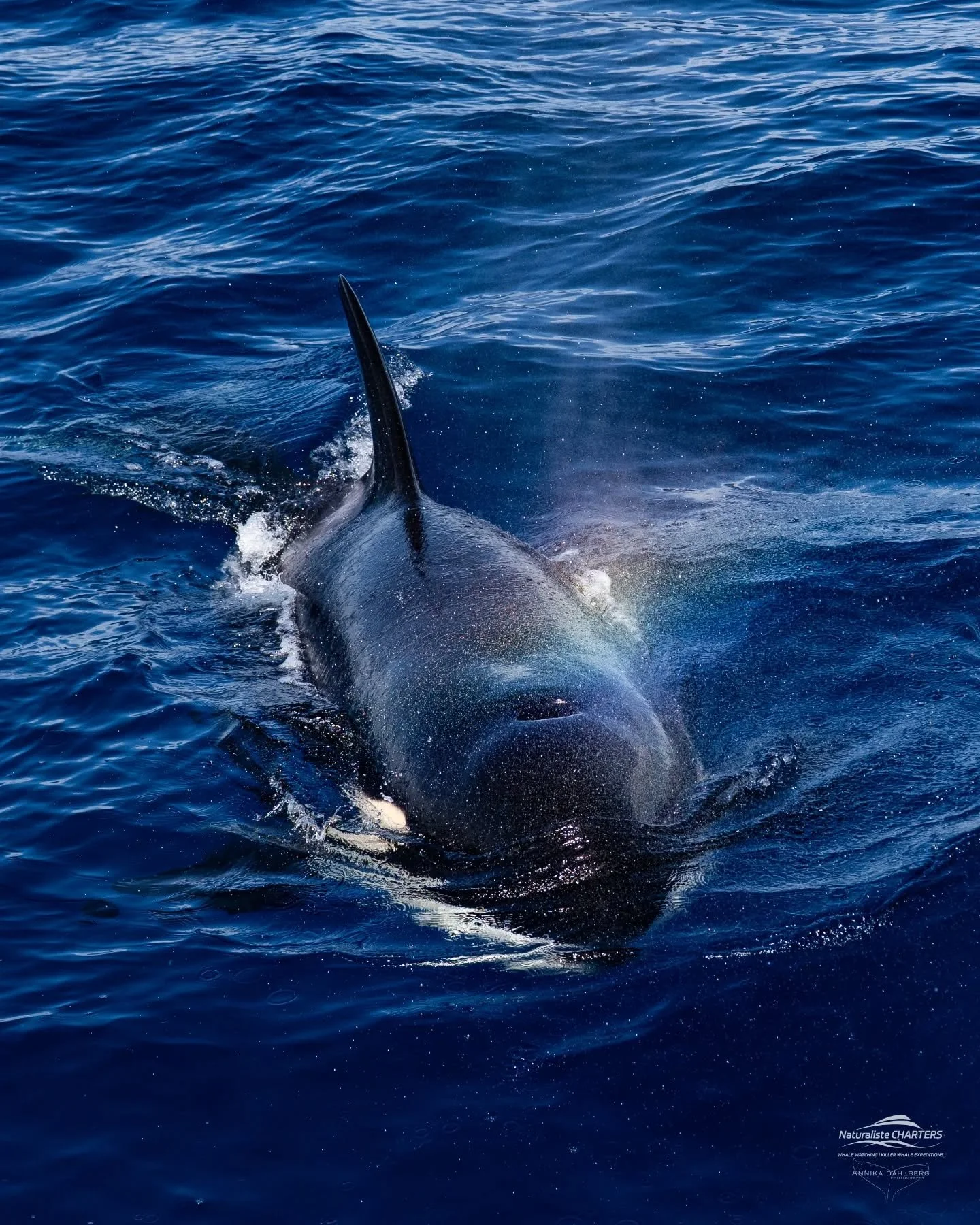 Rainbow orca 🌈 🖤🤍

@naturalistecharters #bremerbay #orca #whales #sonyalphaanz #ausgeo @sonyalpha.anz