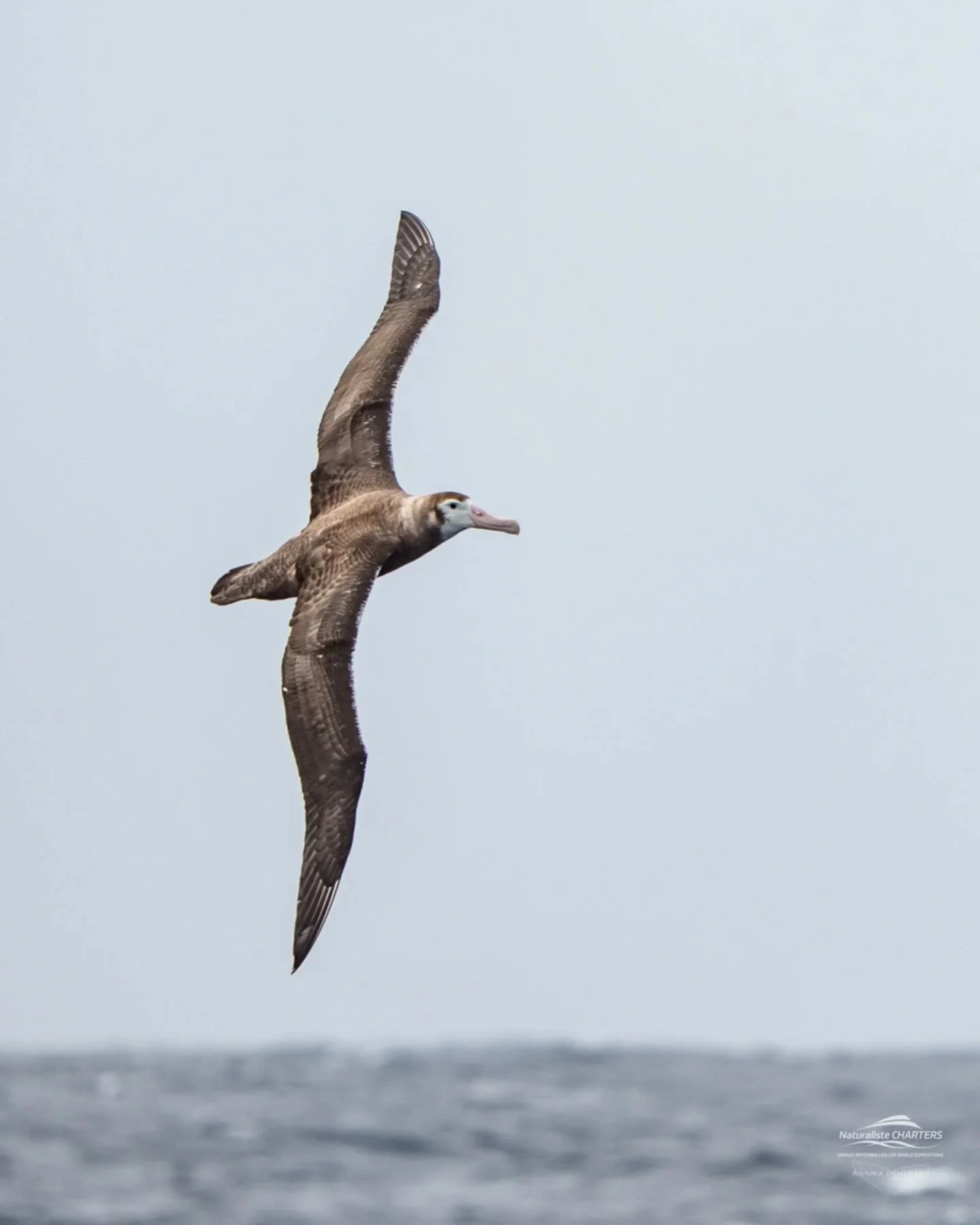 Although orcas are the absolute highlight of Bremer Bay, the seabirds steal the show sometimes! Okay, they steal the show often! We were treated to some incredible birds of the Southern Ocean, and these are some highlights:

&bull;Juvenile wandering 