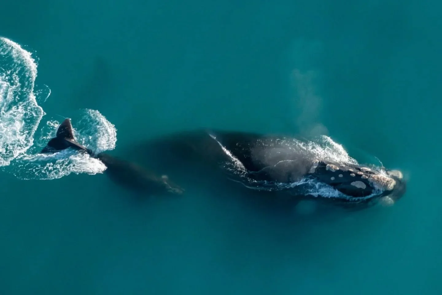 Happy World Whale Day 🐋 I have had the privilege to work alongside whales for almost 10 years now. These photos are only a fraction of the beautiful creatures I have encountered while at sea. Grateful each day for our beautiful oceans and the life t