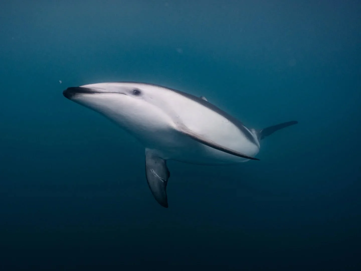 Dusky dolphins are an absolute highlight in Kaikōura! These acrobatic dolphins are incredible both above and under the water 💙

#kaikoura #dolphin #newzealand #underwater #wildlife