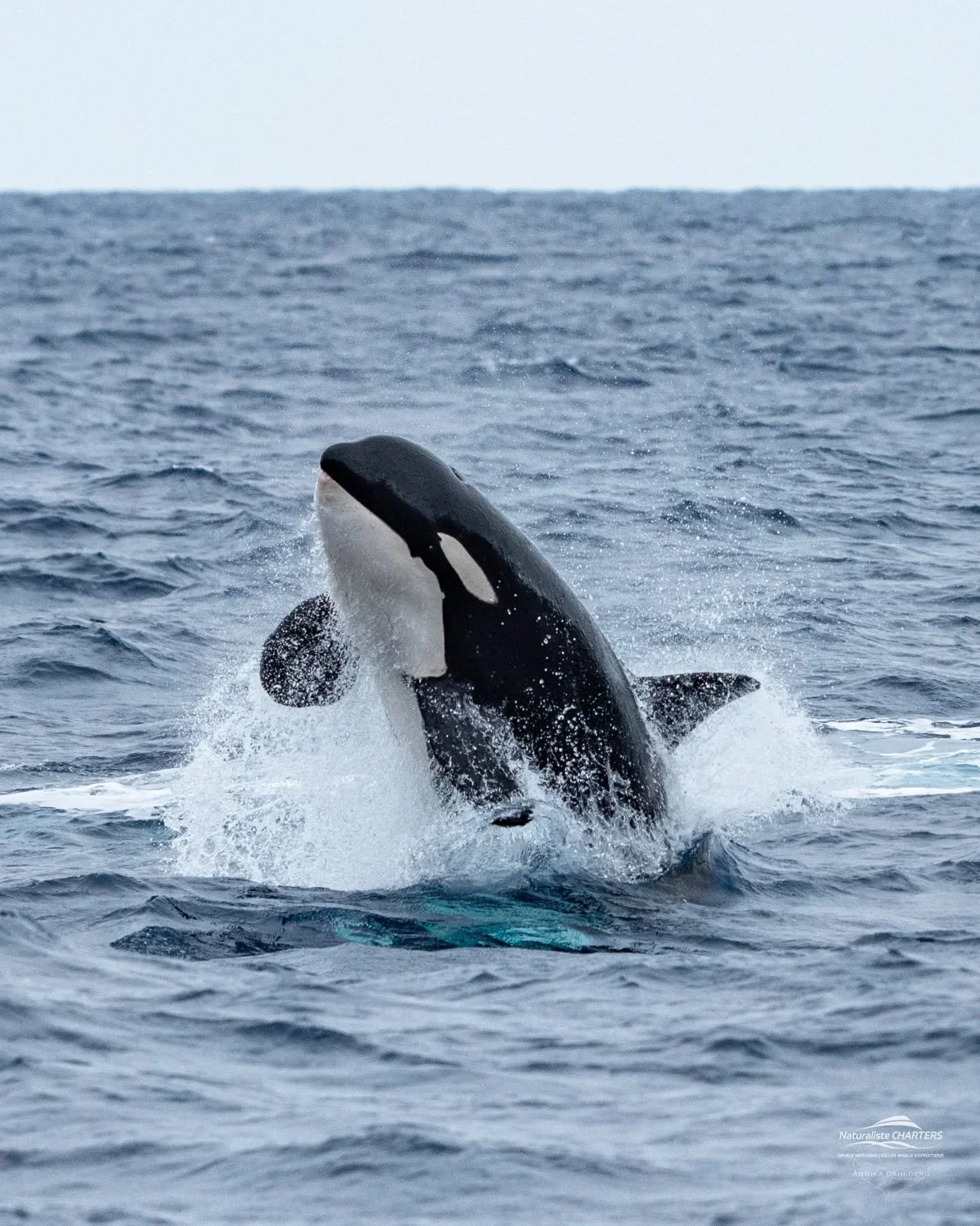 Orca breach! We were all amazed when this young orca launched itself out of the water 🖤🤍 The celebration after a feeding session is always a joy to observe!

Out with @naturalistecharters 
Photo by @annikadahlberg_ 

#bremerbay #orca #whales #ausge