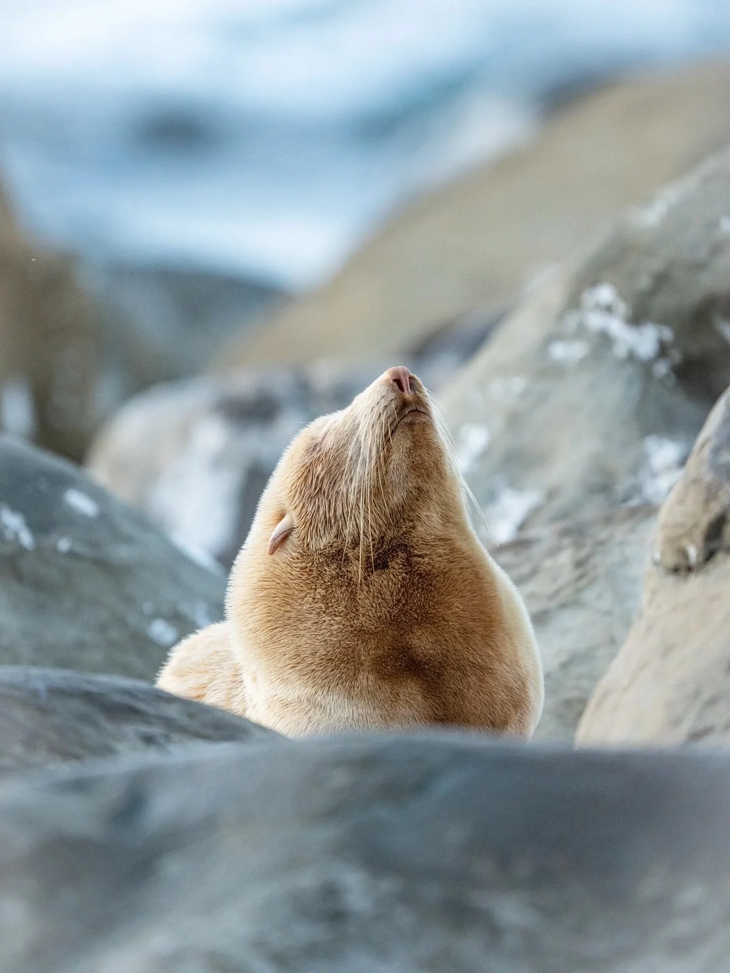 My favourite little sea pup before he left during the breeding season. This young seal is one of the few albino fur seals in the world. He graced our coastline for about a year before moving onto bluer seas. Hopefully, he will be seen again 🧡

#kaik