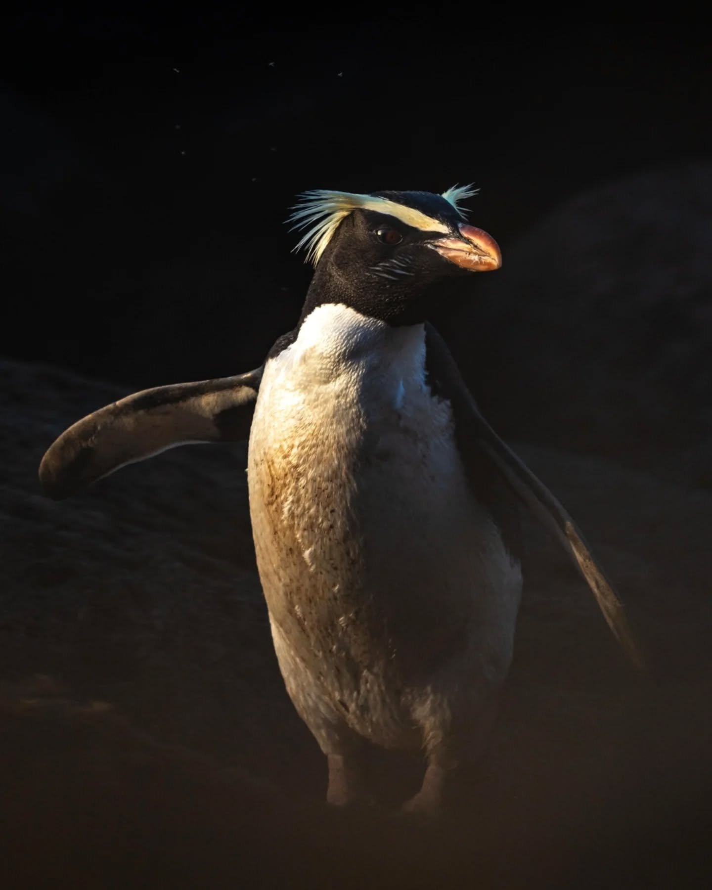 The enigmatic tawaki and their antics 🐧

#penguin #sonyalphaanz #nzgeo #ocean #tawaki @purenewzealand @nzgeo @sonyalpha.anz