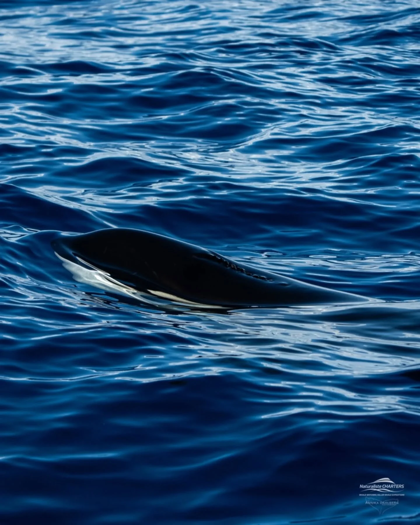 The moment just before the water breaks 💧 

From a great day out with @naturalistecharters 

#orca #bremerbay #whales #ausgeo #sonyalphaanz @sonyalpha.anz @sonyalphafemale @australiangeographic @abcaustralia