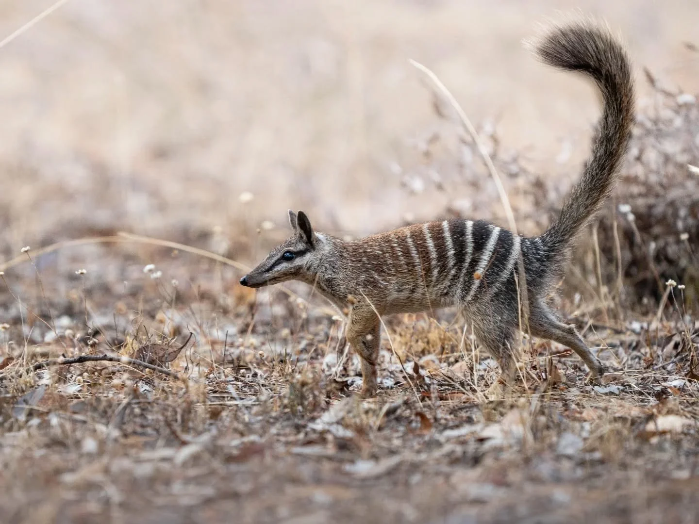 While visiting the beautiful South West corner of WA, it gave us the perfect excuse to search for the unique and stunning numbat. It is estimated that only 2000 individual numbats exist today, it was therefore a privilege to find several numbats duri