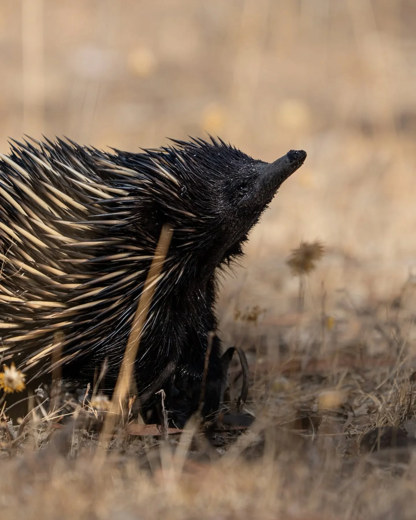 An Australian favourite- the echidna. One of the few remaining monotremes of the world, meaning egg-laying mammal. Their young stay in the burrow for up to a year while they grow, which is why it is very unusual to see baby echidnas out and about! Di