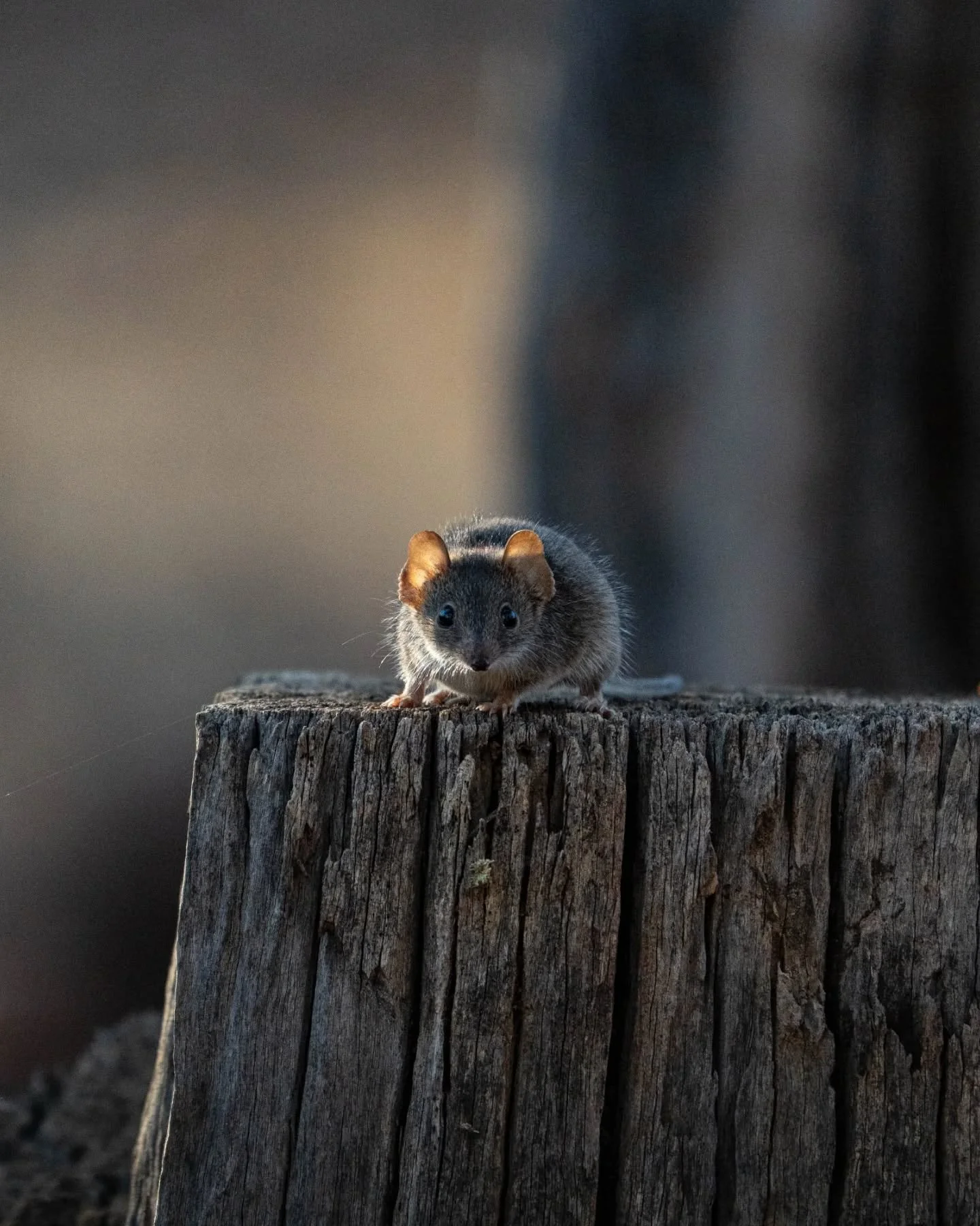 A very cute mardo, also known as the yellow-footed antechinus. These little marsupials have a very short lifespan, especially the males who sexually exhausts themselves so much that they die young!

#ausgeo #wildlife #sonyalphaanz #marsupial #abcmyph