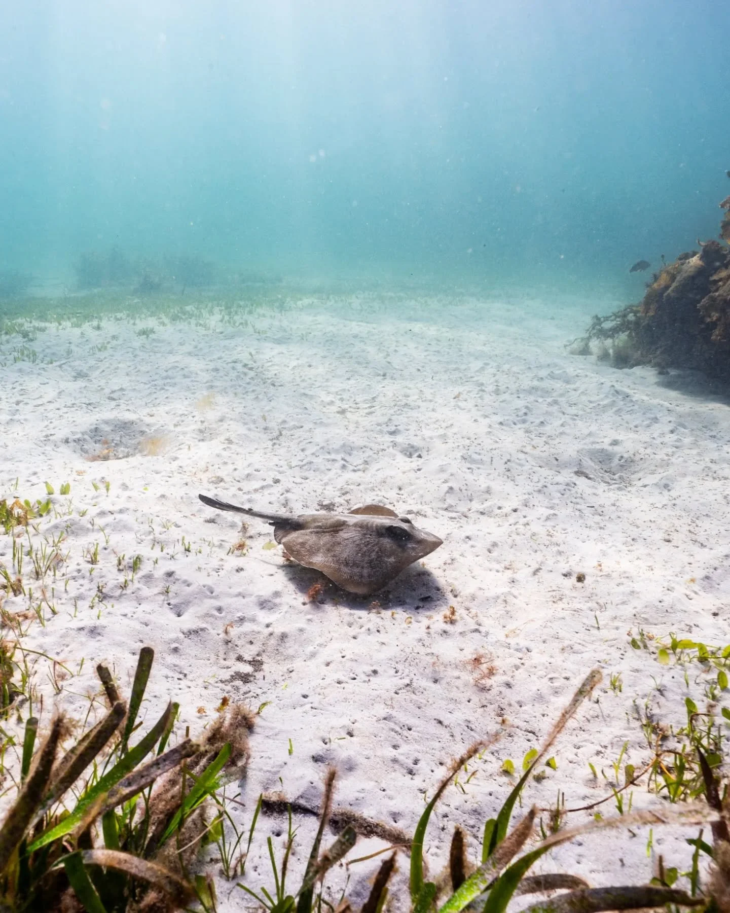 Jervis Bay surprised me with some excellent snorkeling the other week! Massive thanks to @tanjas_atelier for showing me around and finding some critters 🐙

&bull;Common stingaree
&bull;Banded bamboo shark
&bull;Sydney octopus
&bull;Southern eagle ra