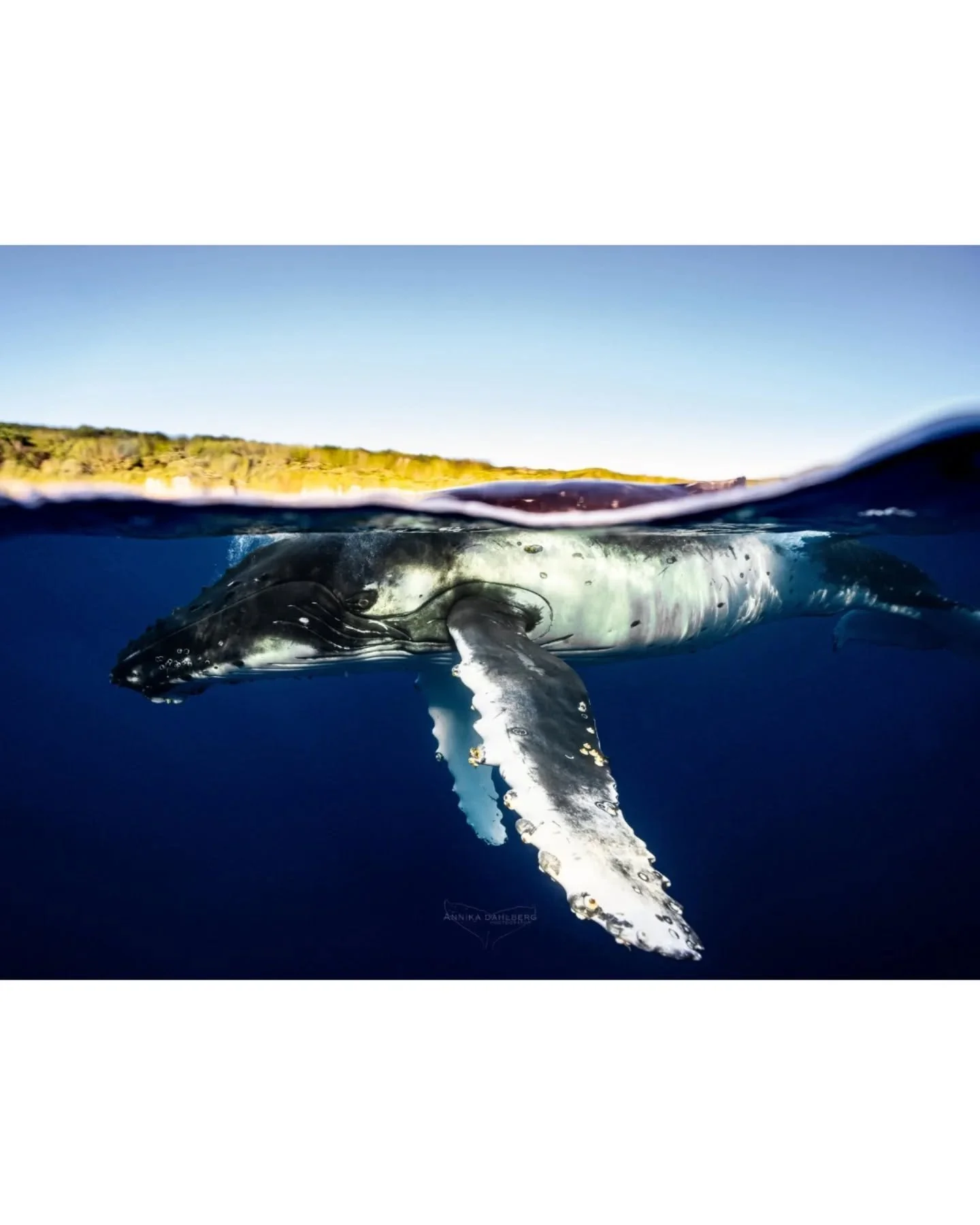 Not much longer until the humpback whale season starts again 🐋 Can't wait to be spending each day in the clear blue waters of Niue again.

Swimming with @explore_niue 
Photo by @annikadahlberg_ 

#humpbackwhale #niue #sonyalphaanz #whale #ocean @son