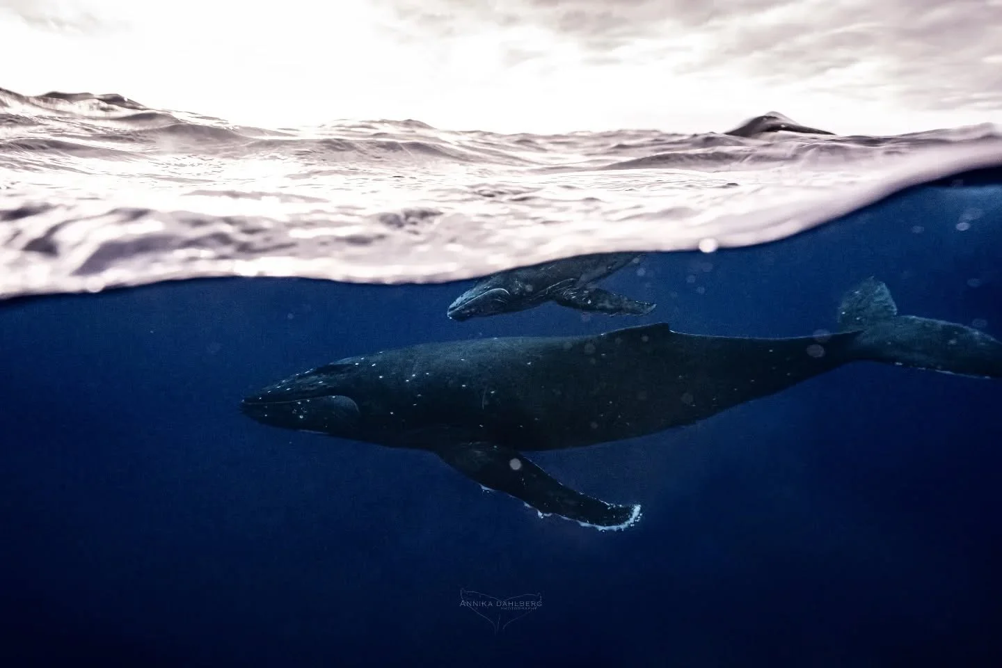What lies beneath the surface 💙🐋 Looking at the ocean from above, it may appear big and empty but there is so much life hidden underneath. 

Humpback whale mother and calf in the big blue of Niue.

@explore_niue 
@annikadahlberg_ 

#niue #whale #oc