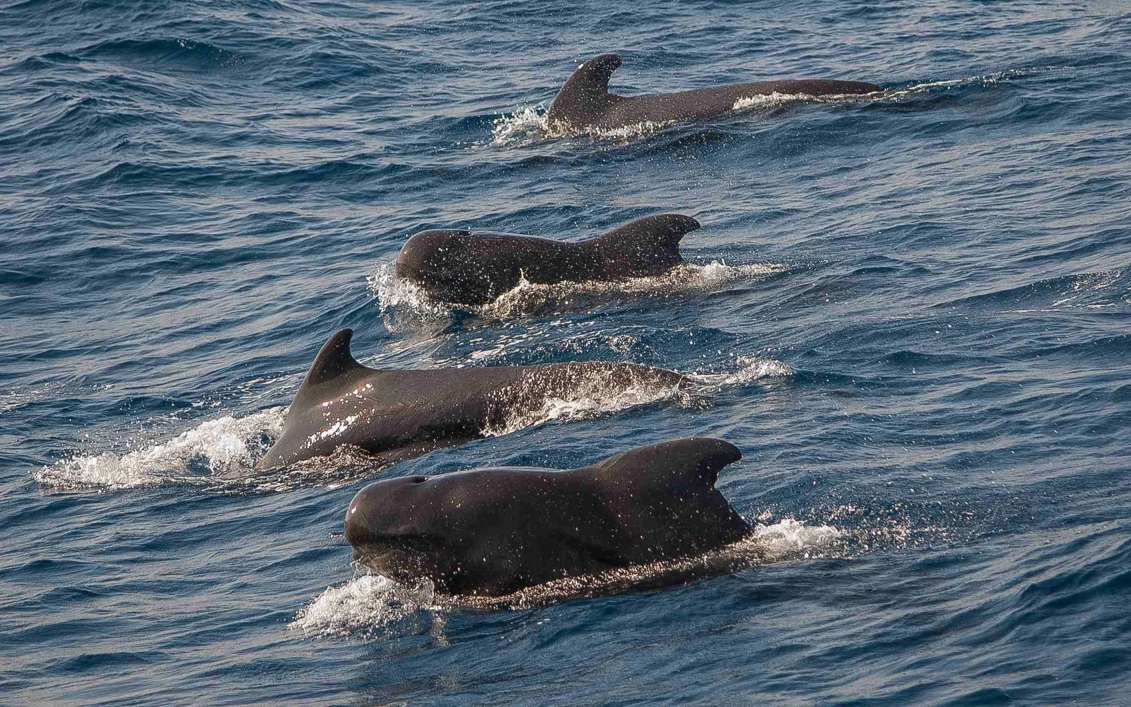 Pilot whales - Mirissa