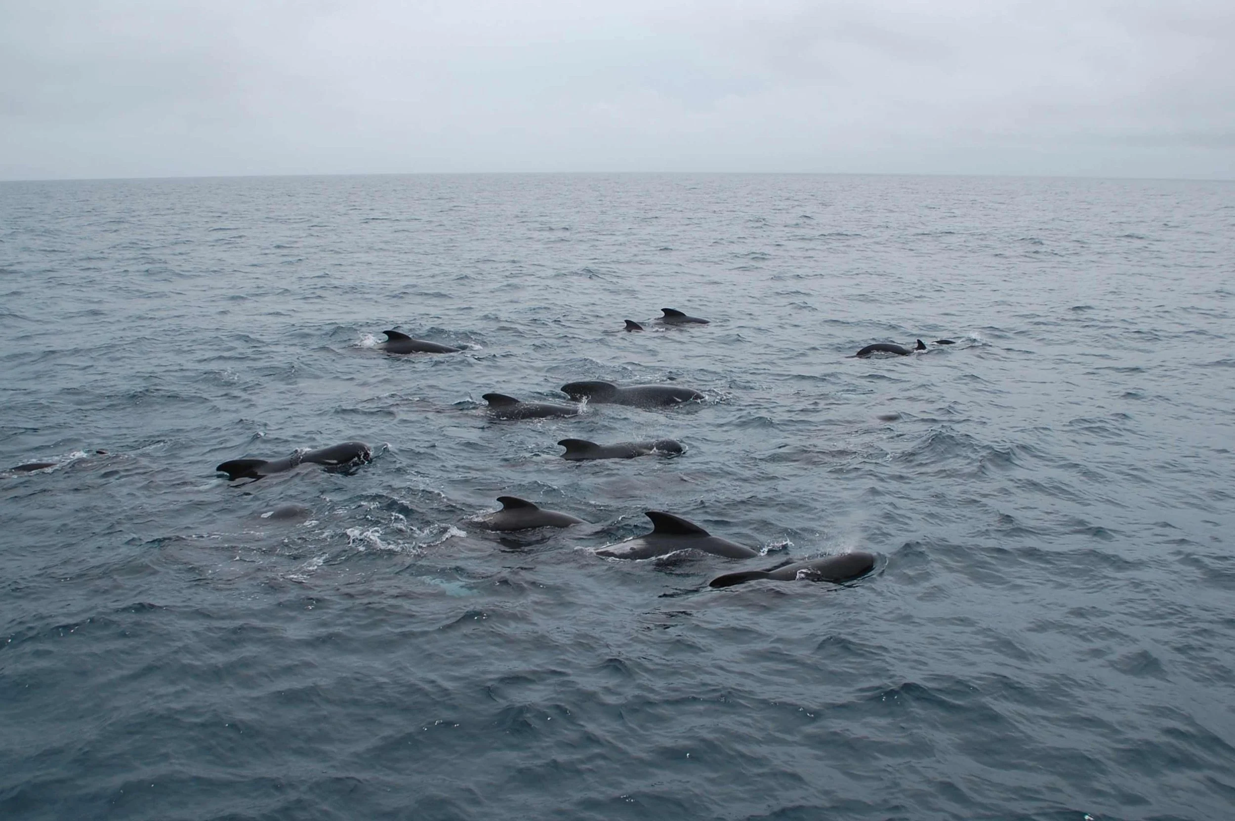 Pilot whales - Kaikōura