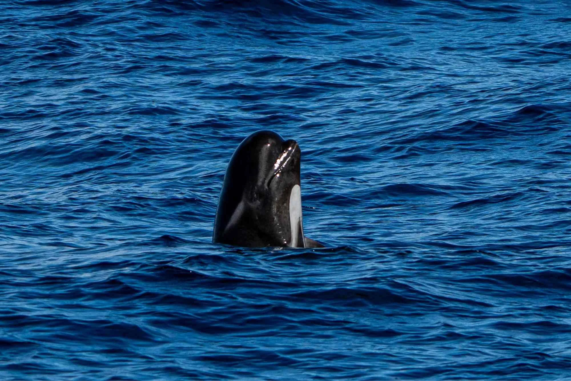 Pilot whale - Bremer Bay