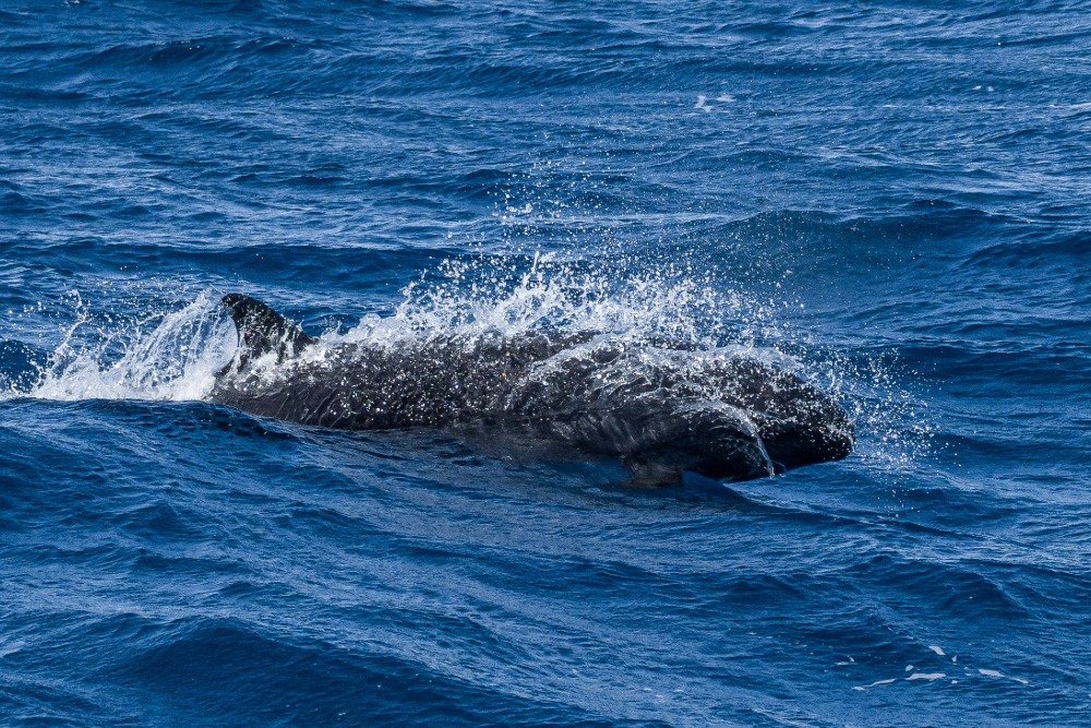 False killer - Bremer Bay