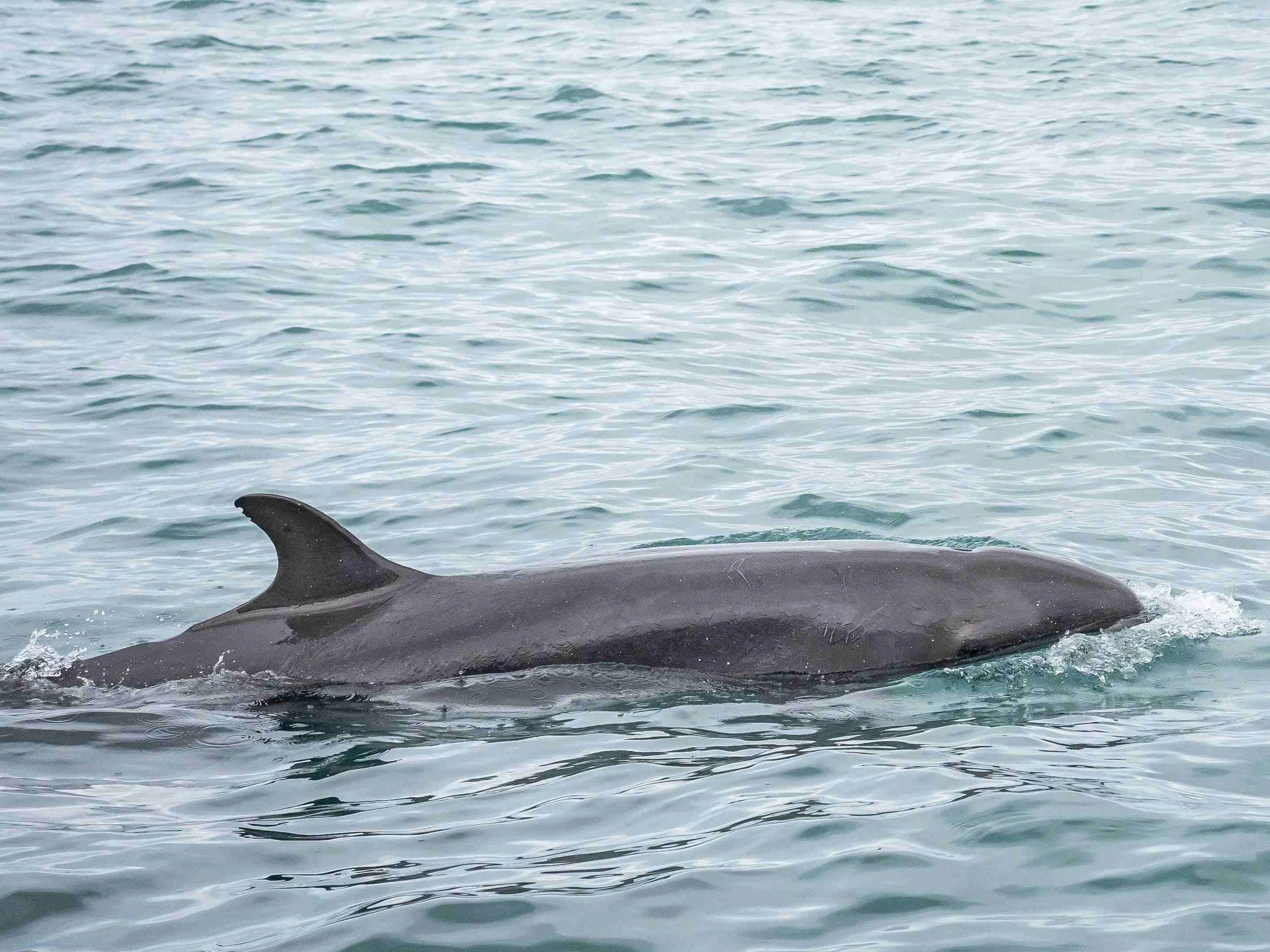 False killer - Hervey Bay