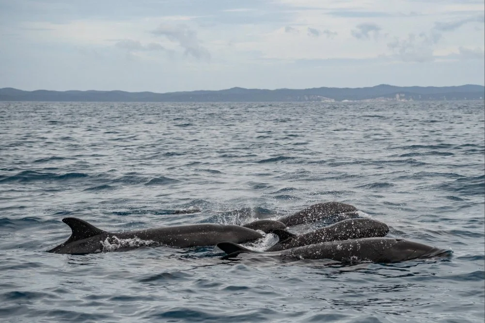 False killers - Hervey Bay