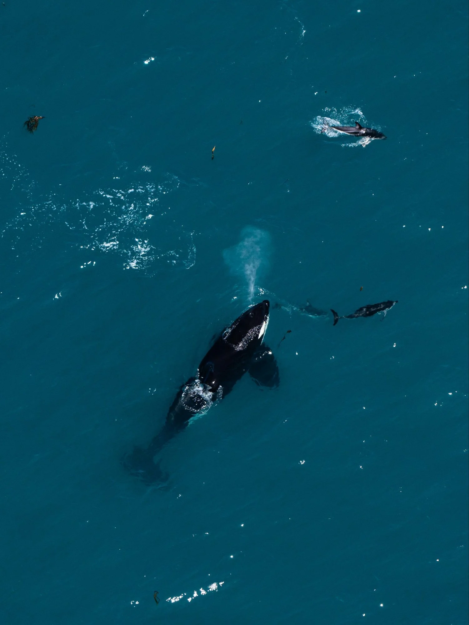 Bentip with dolphins