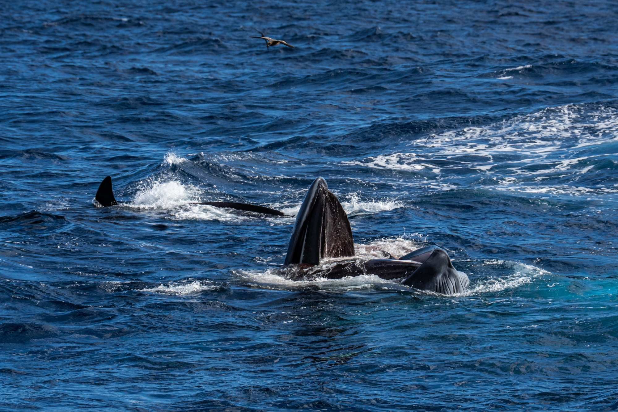 Orca inside the mouth of the blue whale