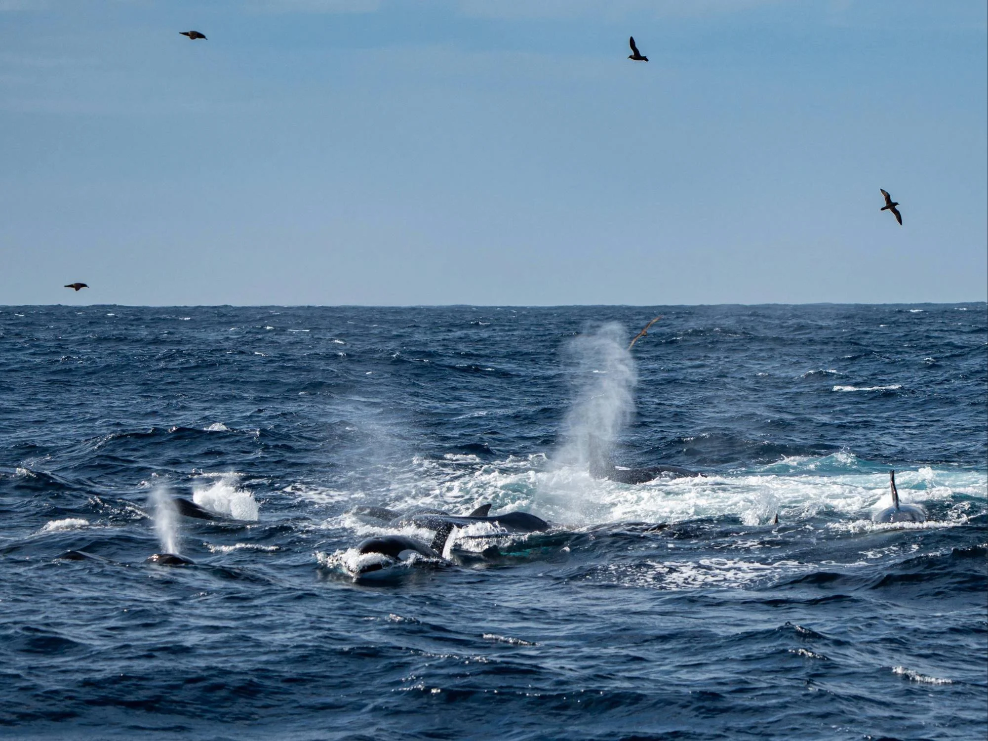 The pod tiring out the blue whale