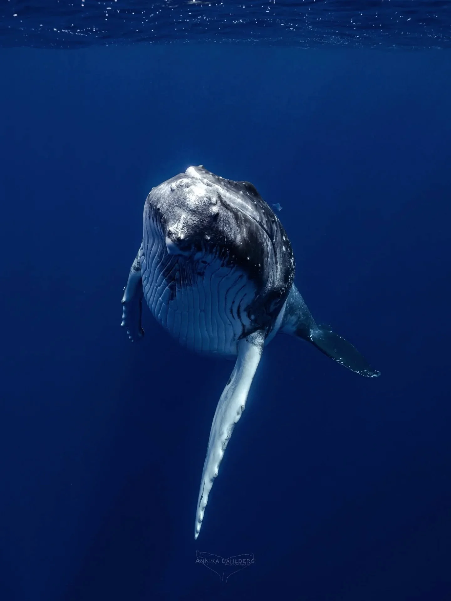 From one of those "best day ever" kind of days. After searching for hours after a humpback whale along the coastline, we finally came across this juvenile male. He was curious, playful and extremely social! 

Nothing can beat the moment you