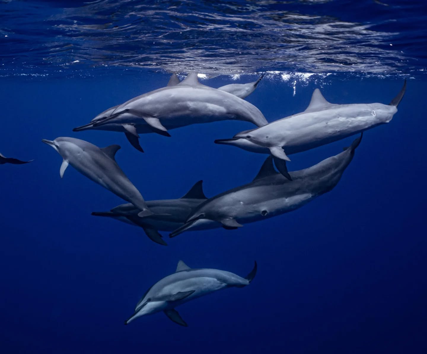 Looking forward to seeing my dolphin friends soon 🐬 These spinner dolphins are extremely agile in the water and move with such ease as they cruise along the reef!

Swimming with @explore_niue 
Photos by @annikadahlberg_ 

#dolphin #niue #sonyalphaan