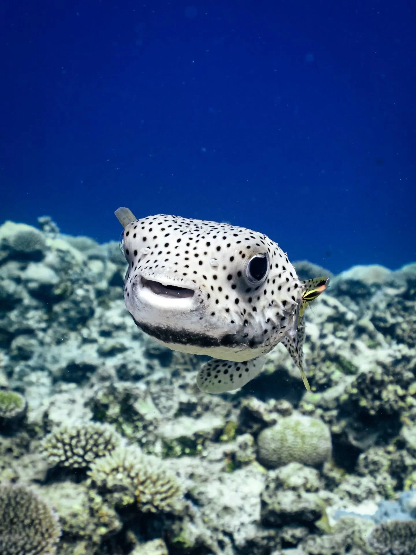 The most boop-able face ever! The porcupine fish is one of my favourites to find on the reef 🐠🐟 This one is often super friendly and likes to be cleaned by cleaner wrasse! 

Swimming with @explore_niue 
Photo by @annikadahlberg_ 

#niue #fish #unde