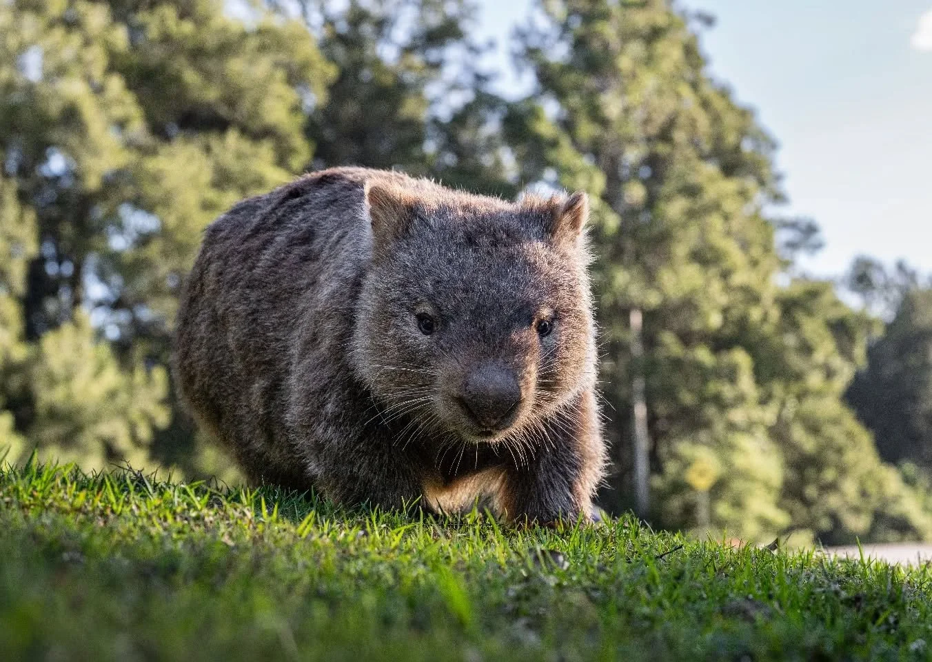After a couple of weeks off socials and the outside world, it was time to reconnect with my camera. What better way to start back with some stunning Aussie animals in nature?! Wombats are such incredible animals and it amazes me how they simply just 