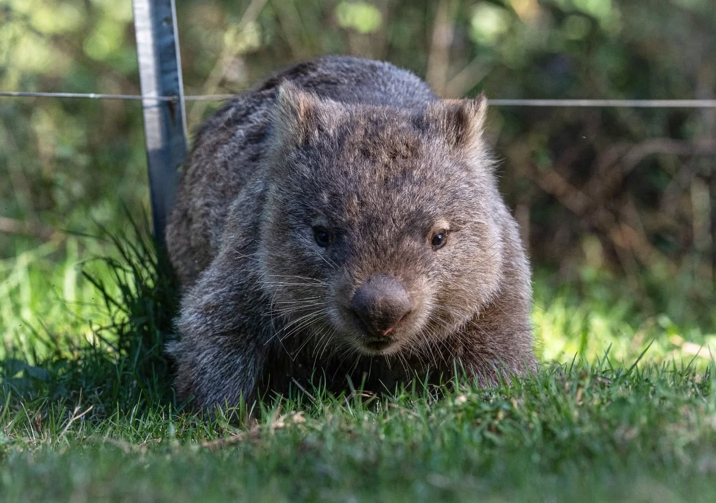 When you find that perfect fence for a good scratch 🙌🏻 Wombats spend most of their time eating grass, and scratching themselves. What a life! 

#wombat #abcmyphoto #ausgeo #sonyalphaanz #natgeoyourshot @abcaustralia @sonyalpha.anz @nswnationalparks