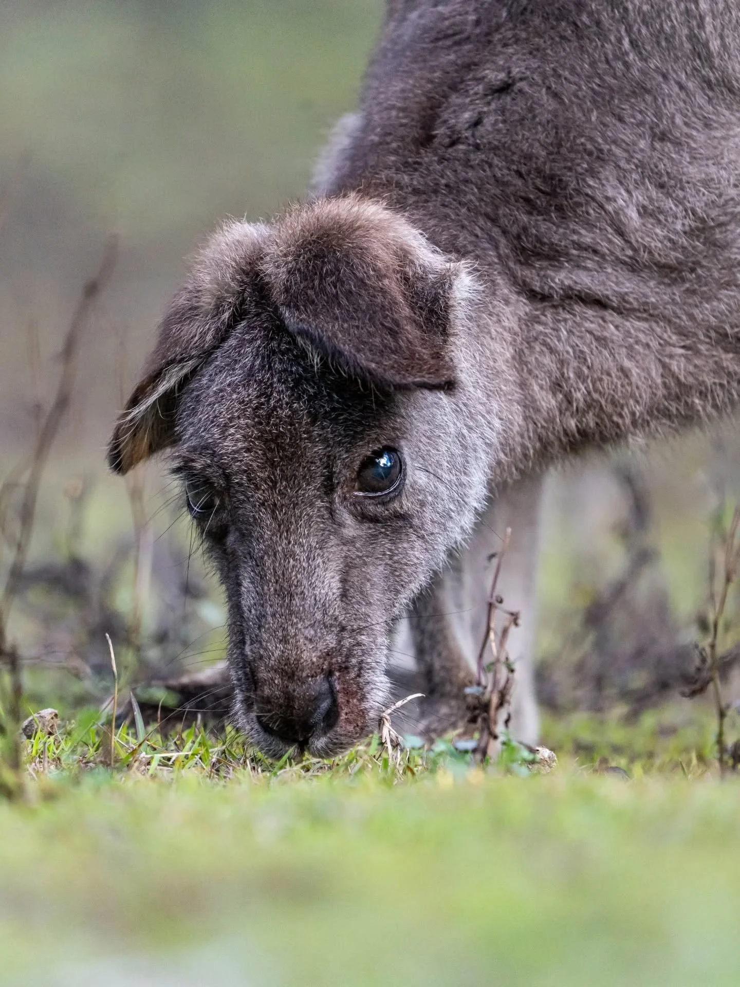 Meet droopy ears! I have been fortunate enough to encounter this unique female eastern grey kangaroo on several occasions. Her ears are always droopy 🦘 I hadn't seen her for a few years and got a lovely surprise when I went camping last week and she